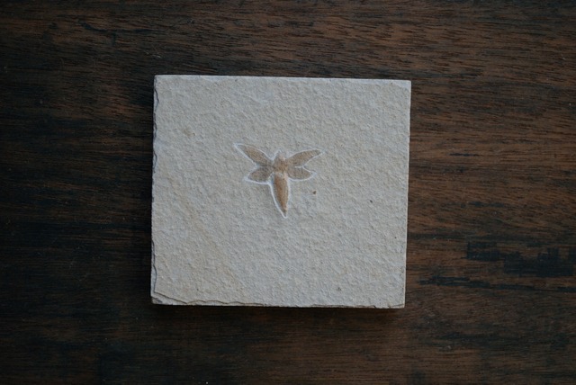 ドイツ産昆虫化石 Insect Fossil 1891