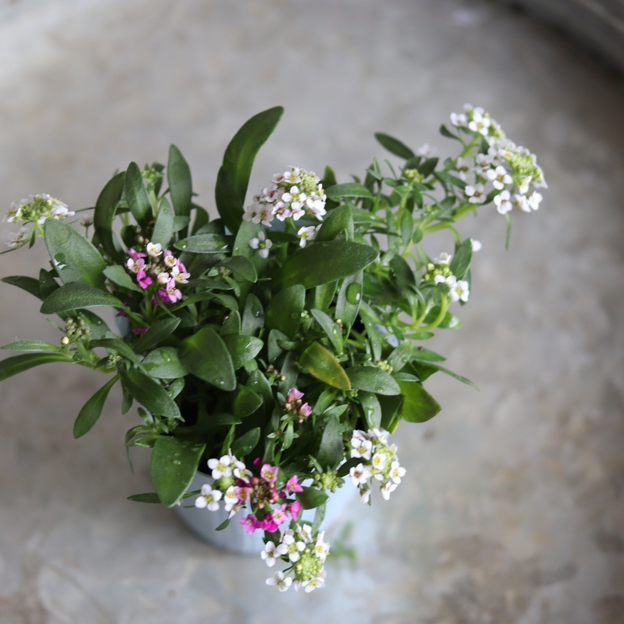 アリッサム　MIX　小さなお花　横にひろがる　寄せ植えにオススメ