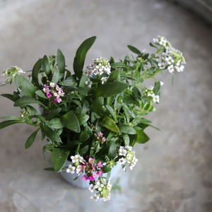 アリッサム　MIX　小さなお花　横にひろがる　寄せ植えにオススメ