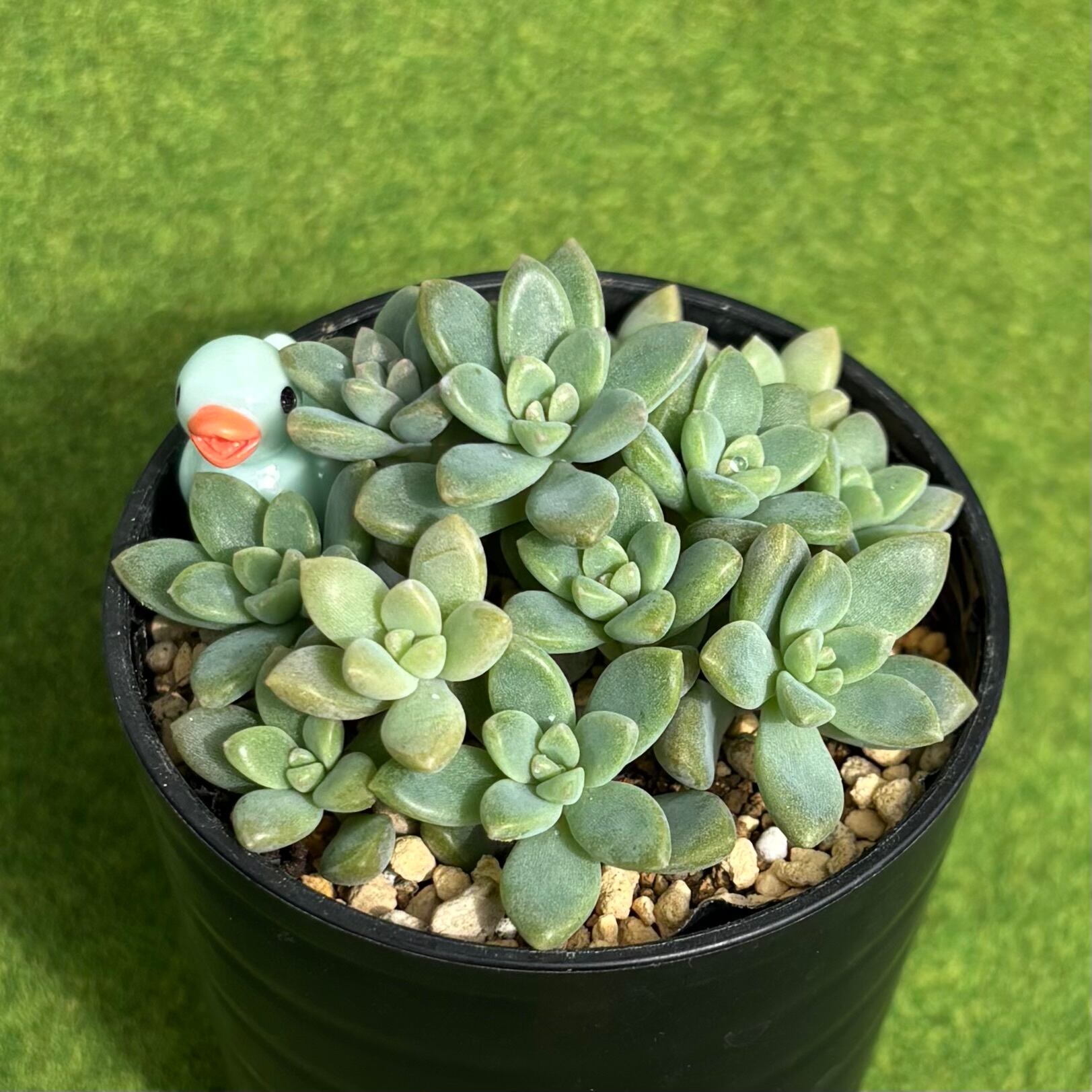 オパリナ ホワイト錦 | 多肉植物 豆彦商店