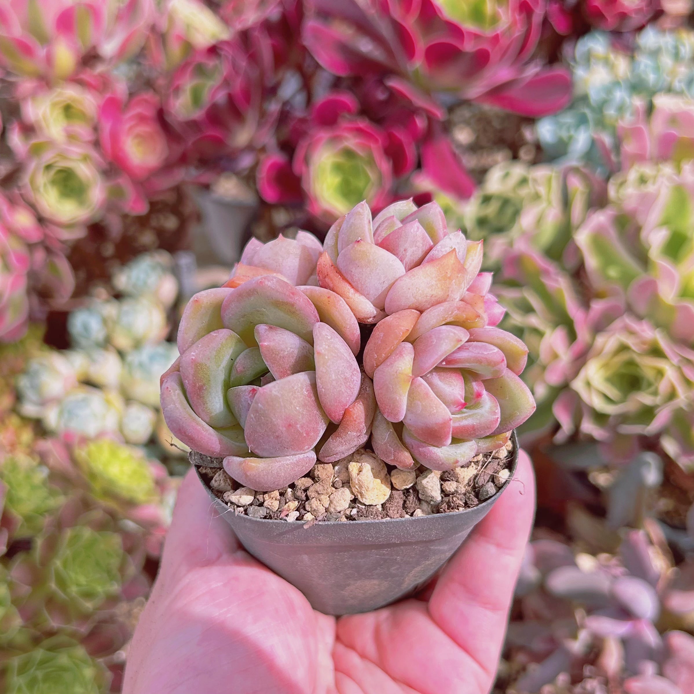 現物 多肉植物 シャネル 抜き苗 | るる農園~多肉植物専門