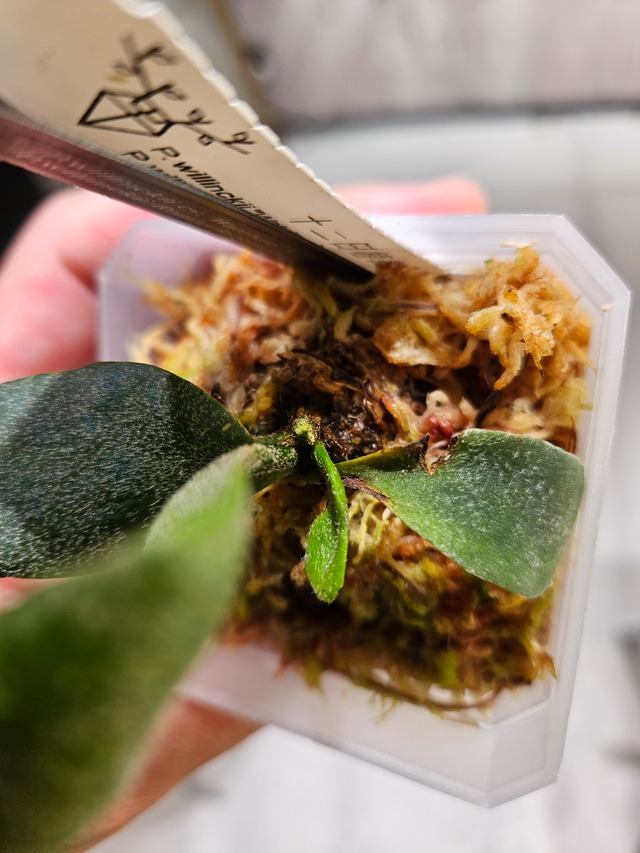 P.Fubuki, P.Ginka, P.Yellow moon【artPLANTs/PLANTS GARAGE】ビカクシダ/Platycerium