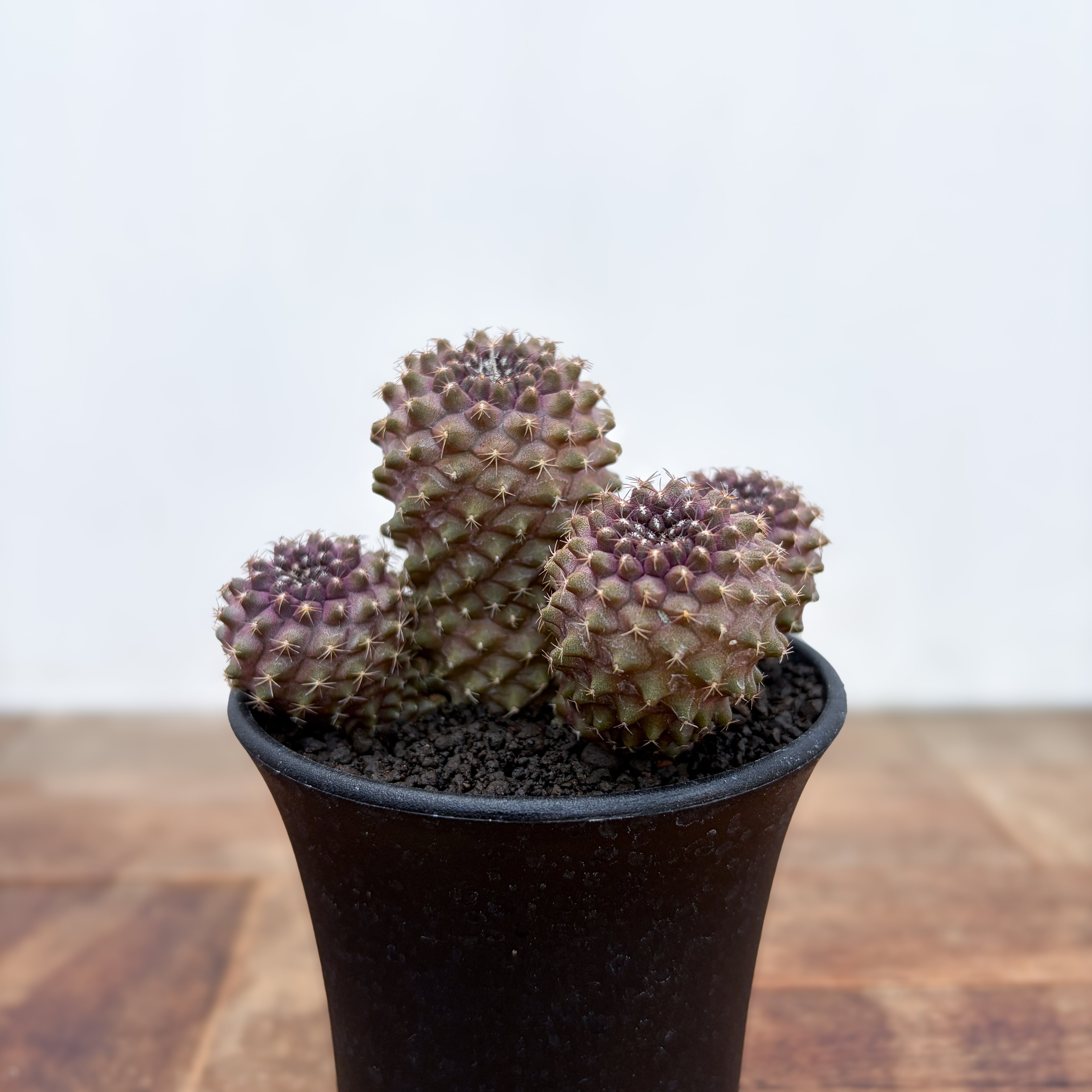 SABOTEN | RIMO'S GREEN 【Saboten & Succulent】