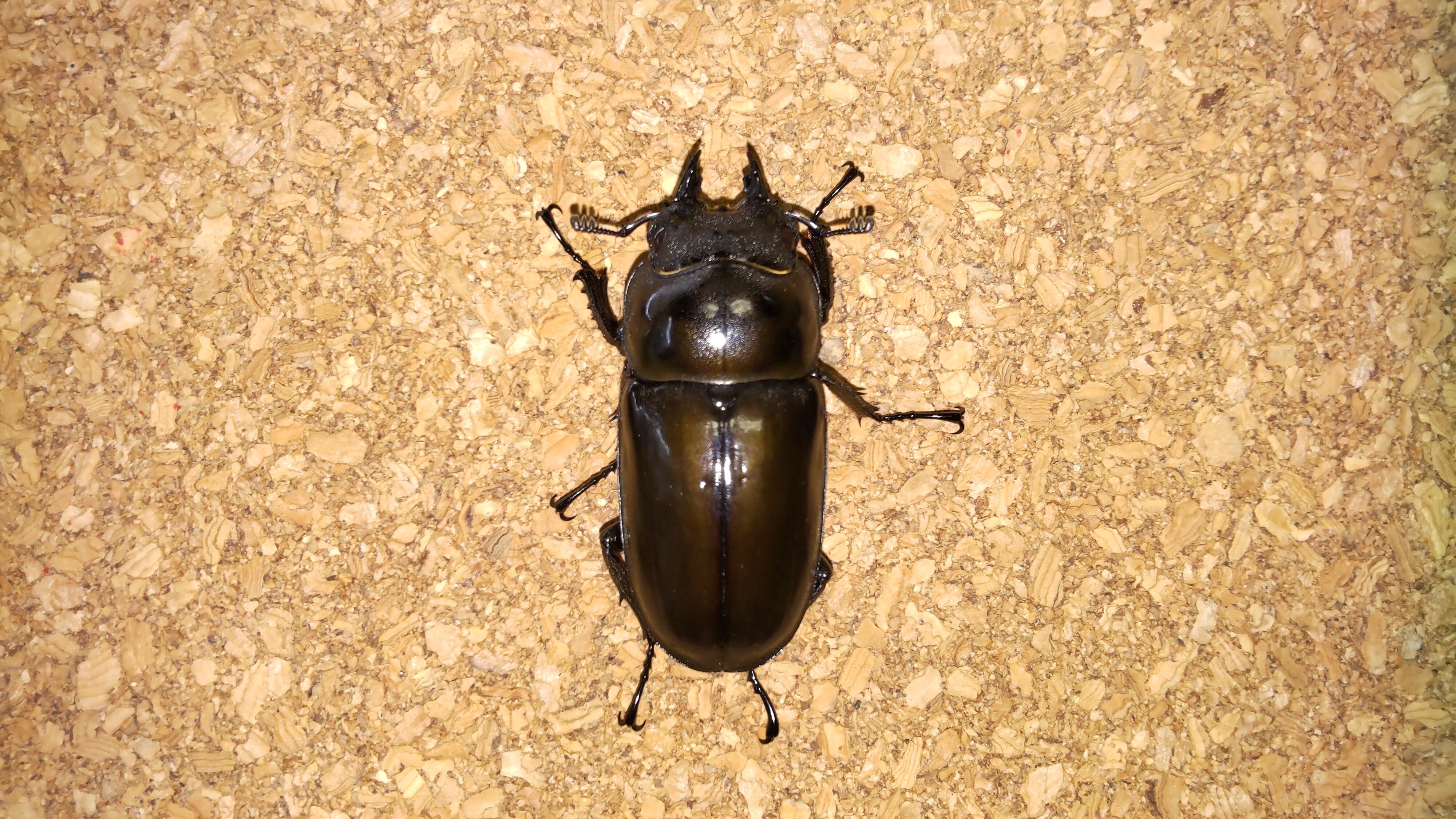 新成虫大型)ババオウゴンオニクワガタ♀単