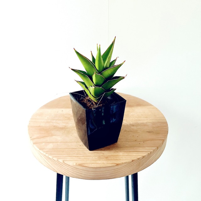 ◎希少植物 サンスベリア サムライコンパクタ calm cafe