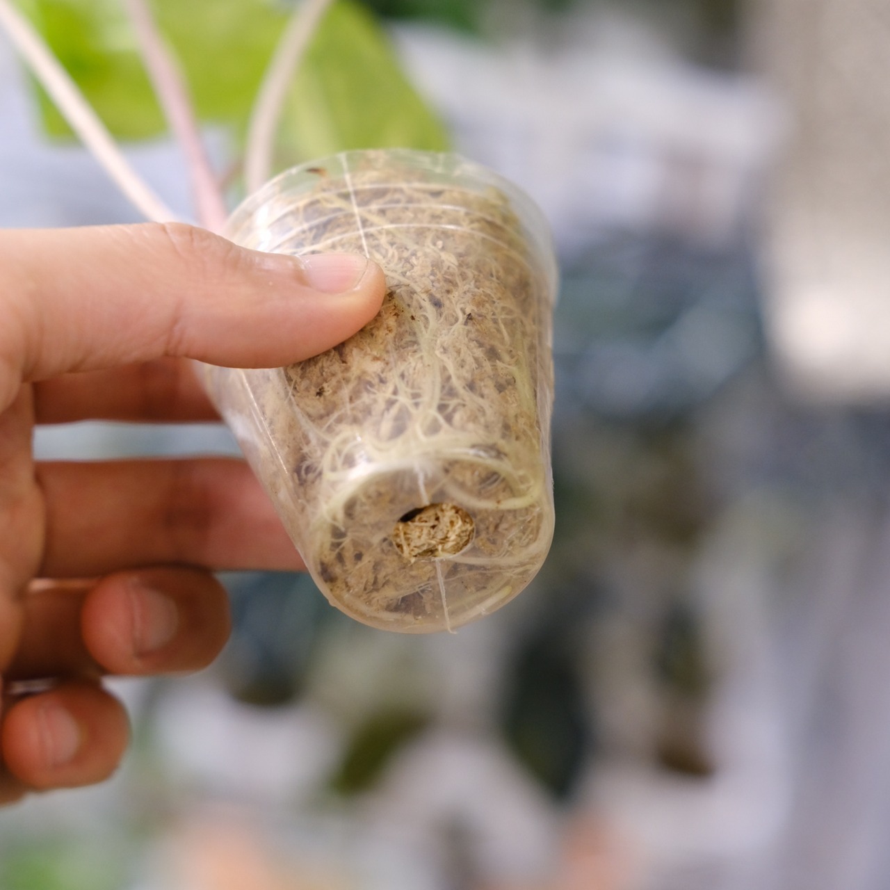 Alocasia Pink Dragon / アロカシア ピンクドラゴン④│観葉植物