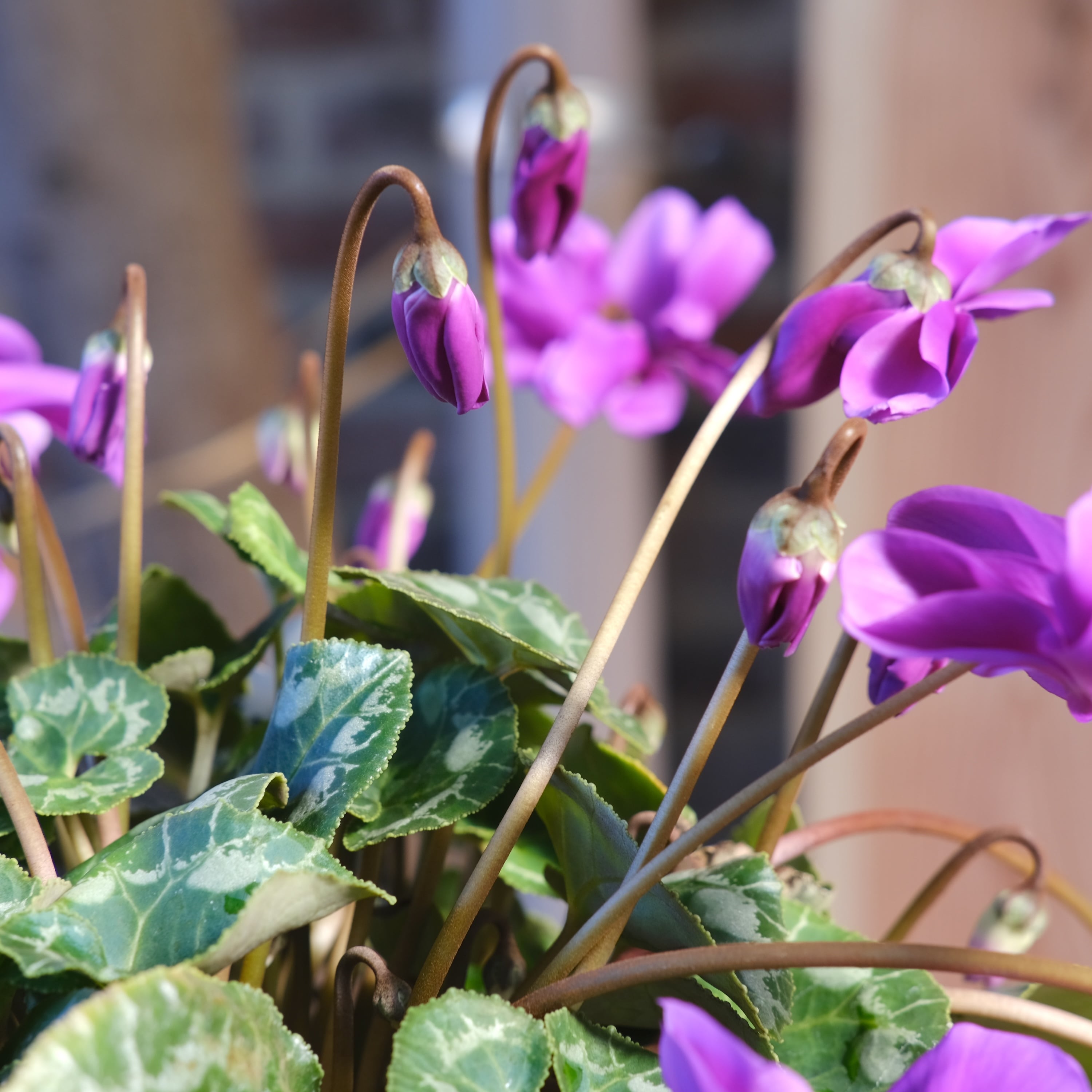 No, 5】ミニシクラメン チモシリーズ 八重《 枝垂れざき 》鉢なし