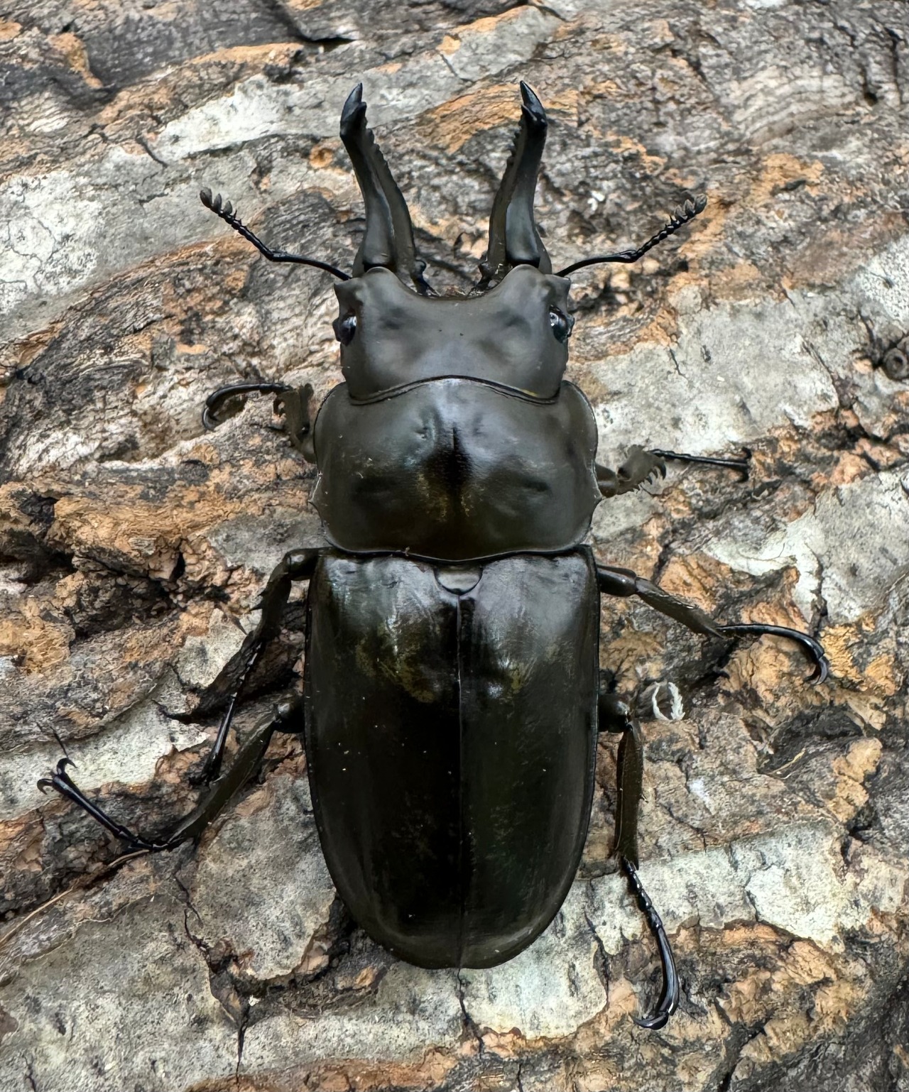 【F0】《ローゼンベルグオウゴンオニ 65mm ペア》