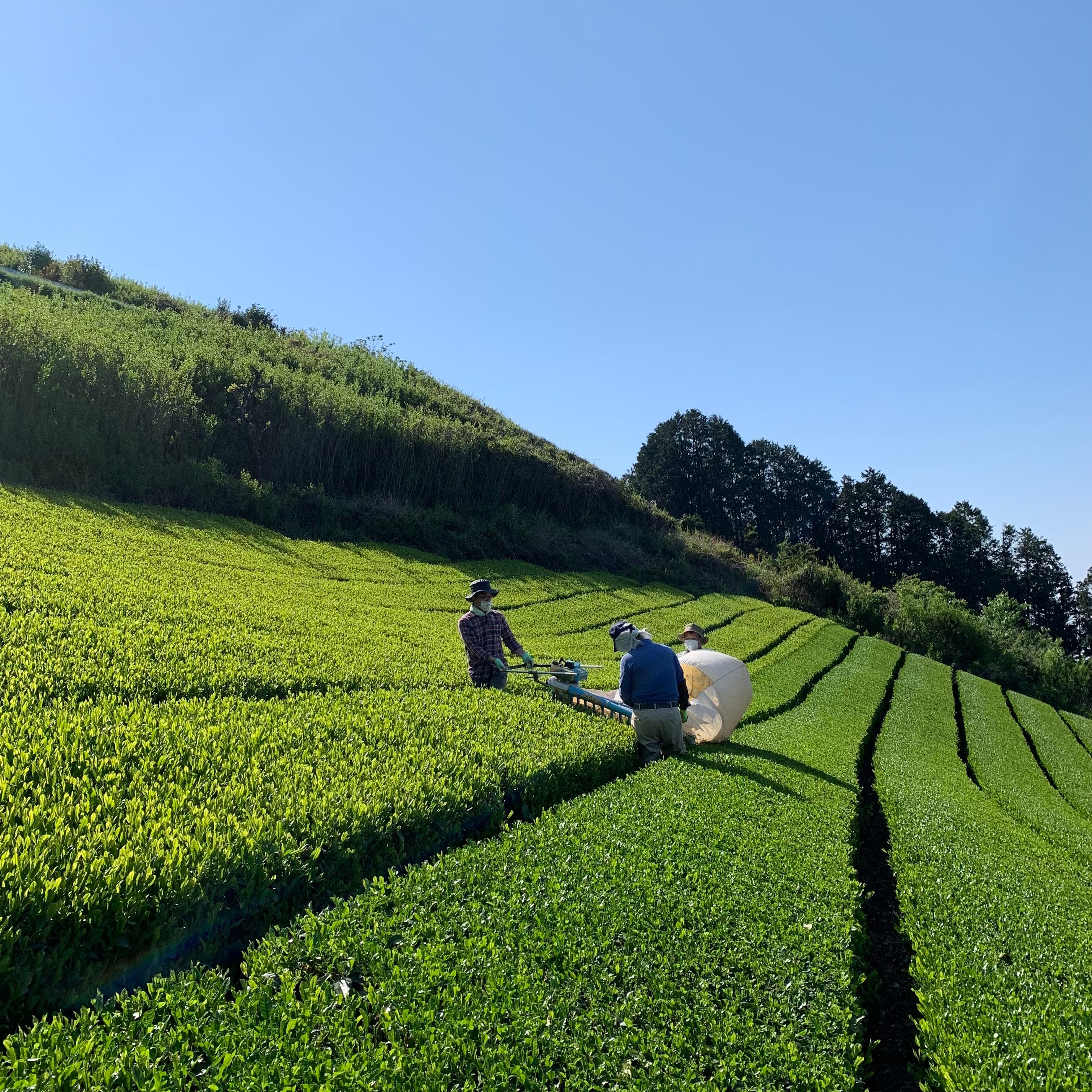 緑茶3種飲み比べセット