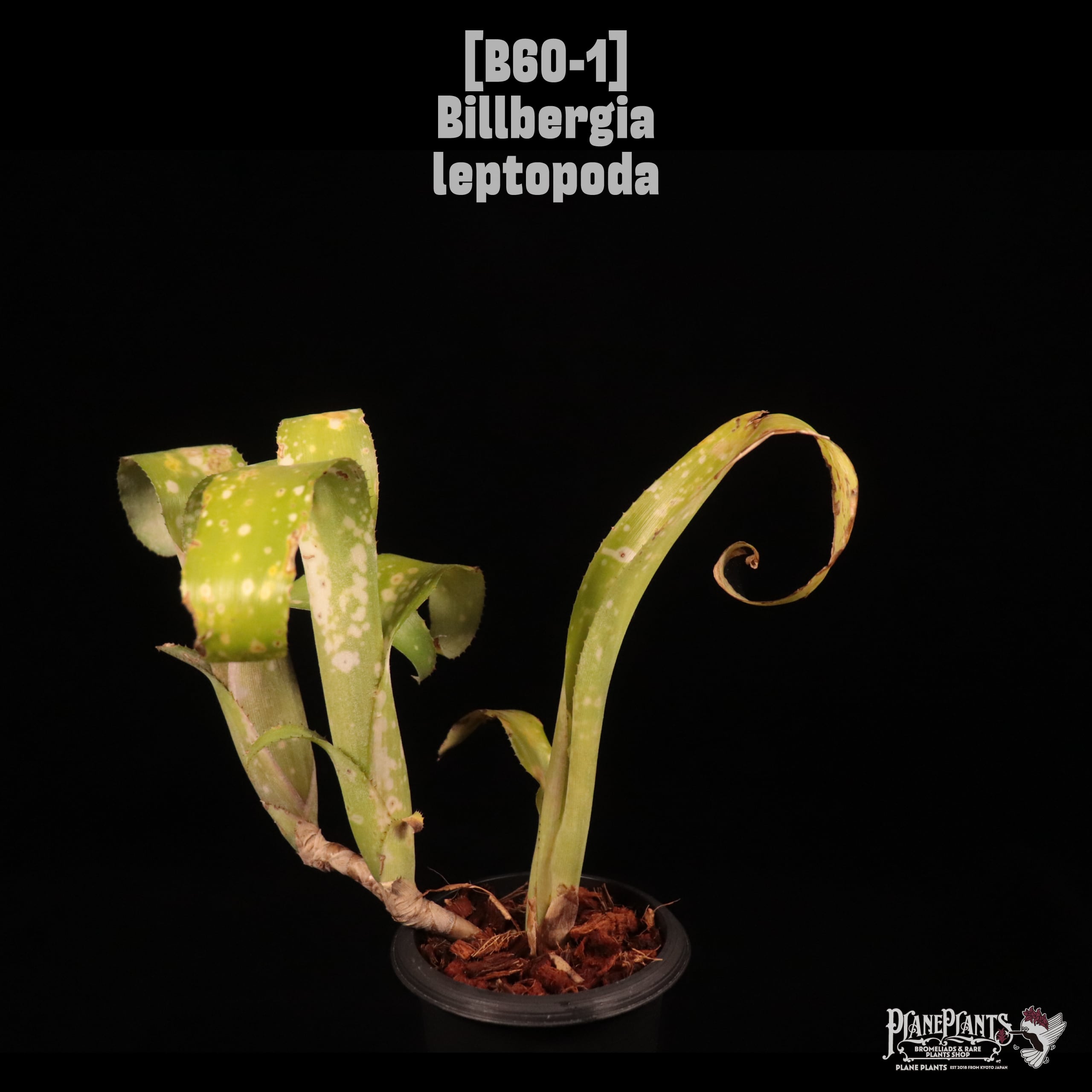 Billbergia leptopoda〔ビルベルギア〕B60-1