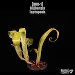 Billbergia leptopoda〔ビルベルギア〕B60-1