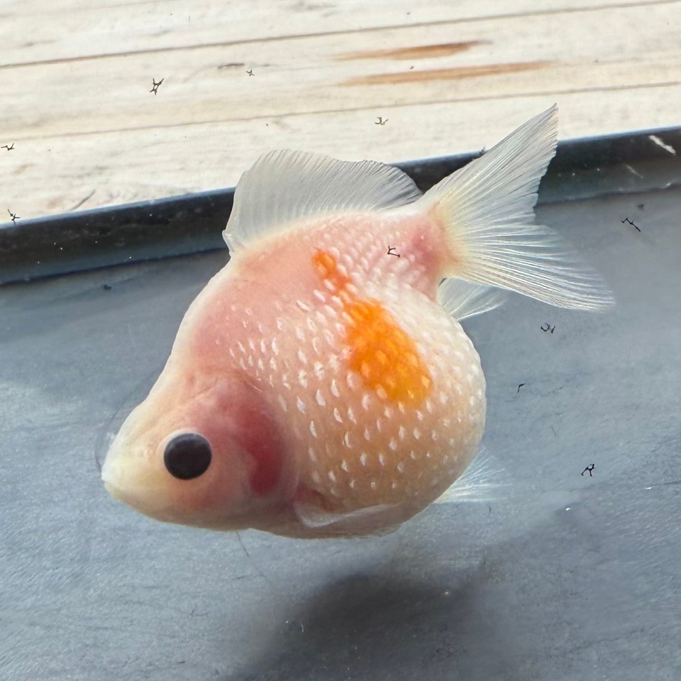 さらぽん さらぽんフォトアルバム - Search / X