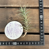 チランジア　ラティフォリア　エナノレッド【80】