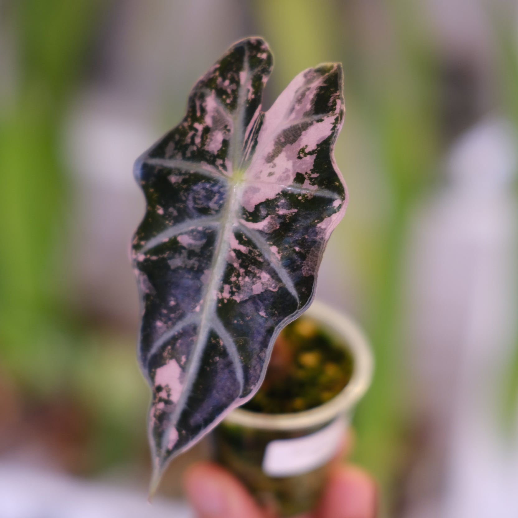 Alocasia Amazonica Polly Pink varigated② | アロカシア アマゾニカ