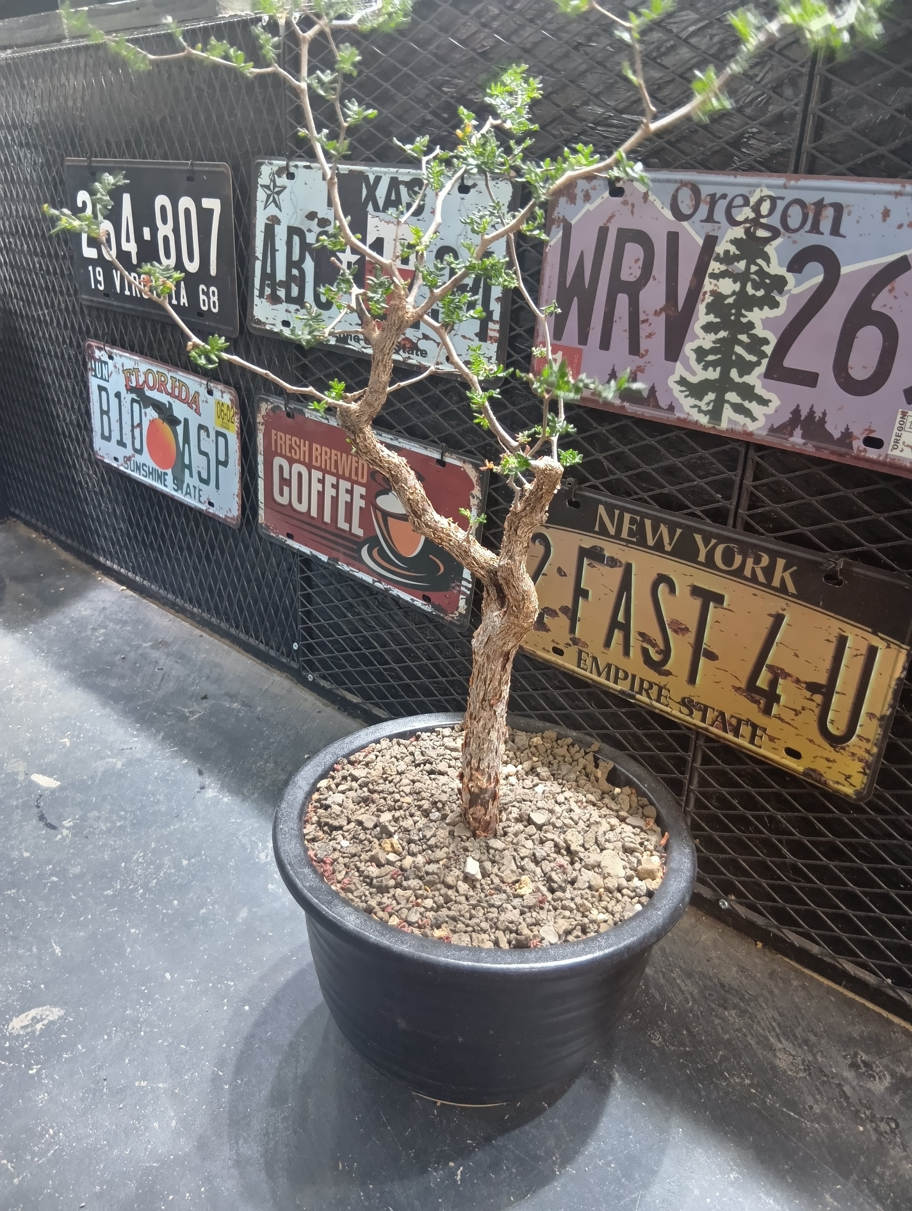 パキポディウム　デンシフローラム　現地球 パキポディウム デンシフローラム現地球（種取り可能な充実株