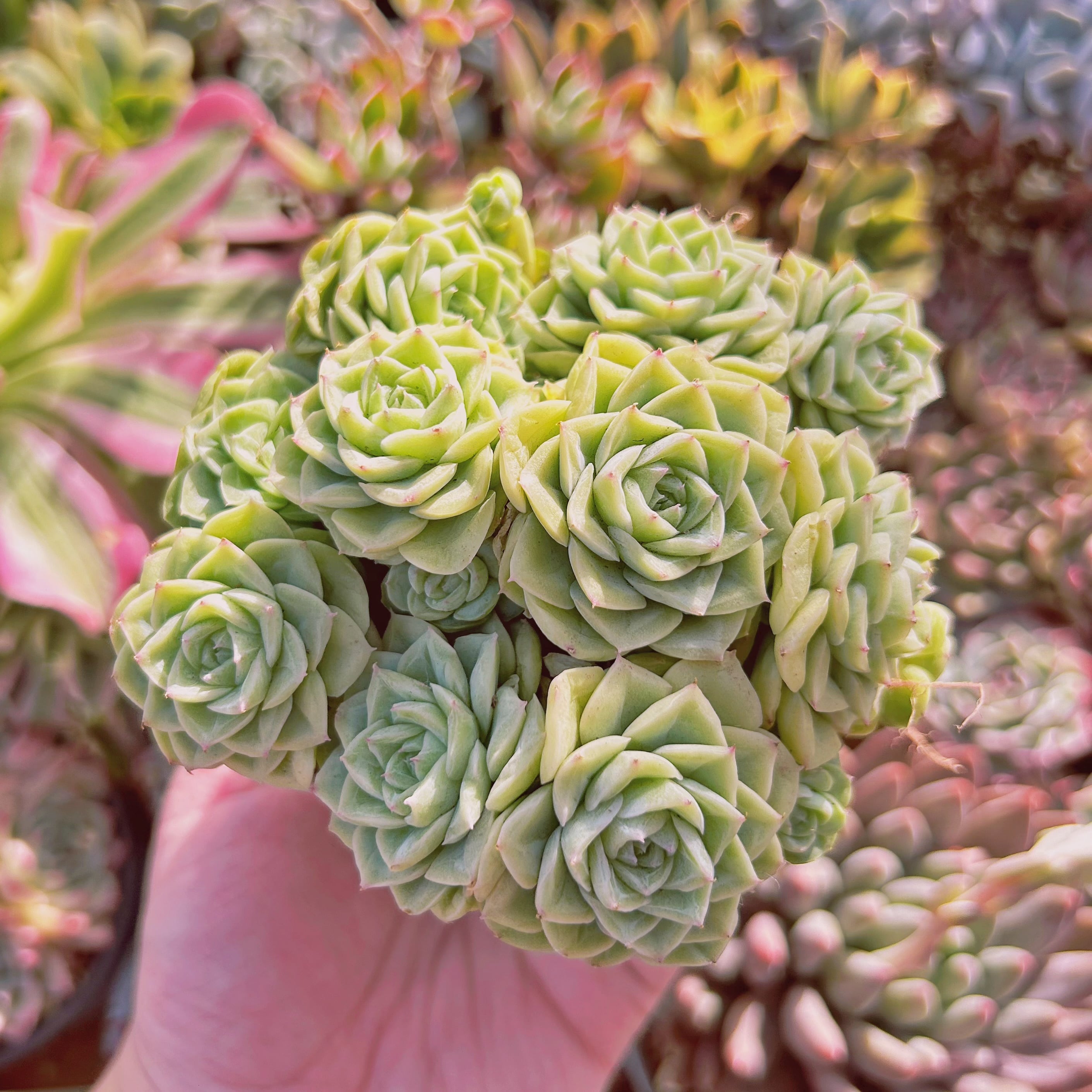 多肉植物　Echeveria  ホワイトスワン　6頭以上　特大群生