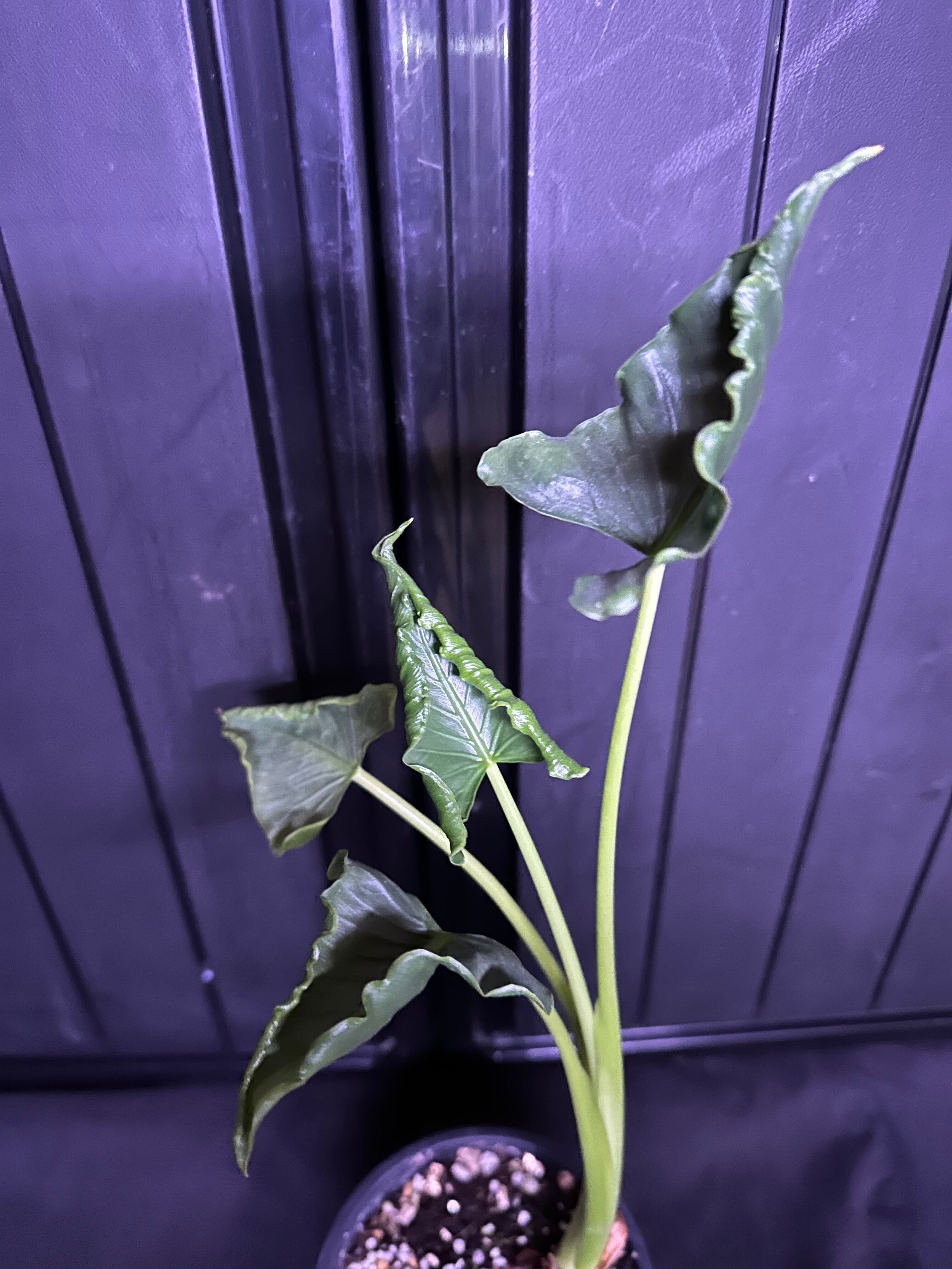 Alocasia Crinkles albo Variegata アロカシア クリンクルズ アルボ