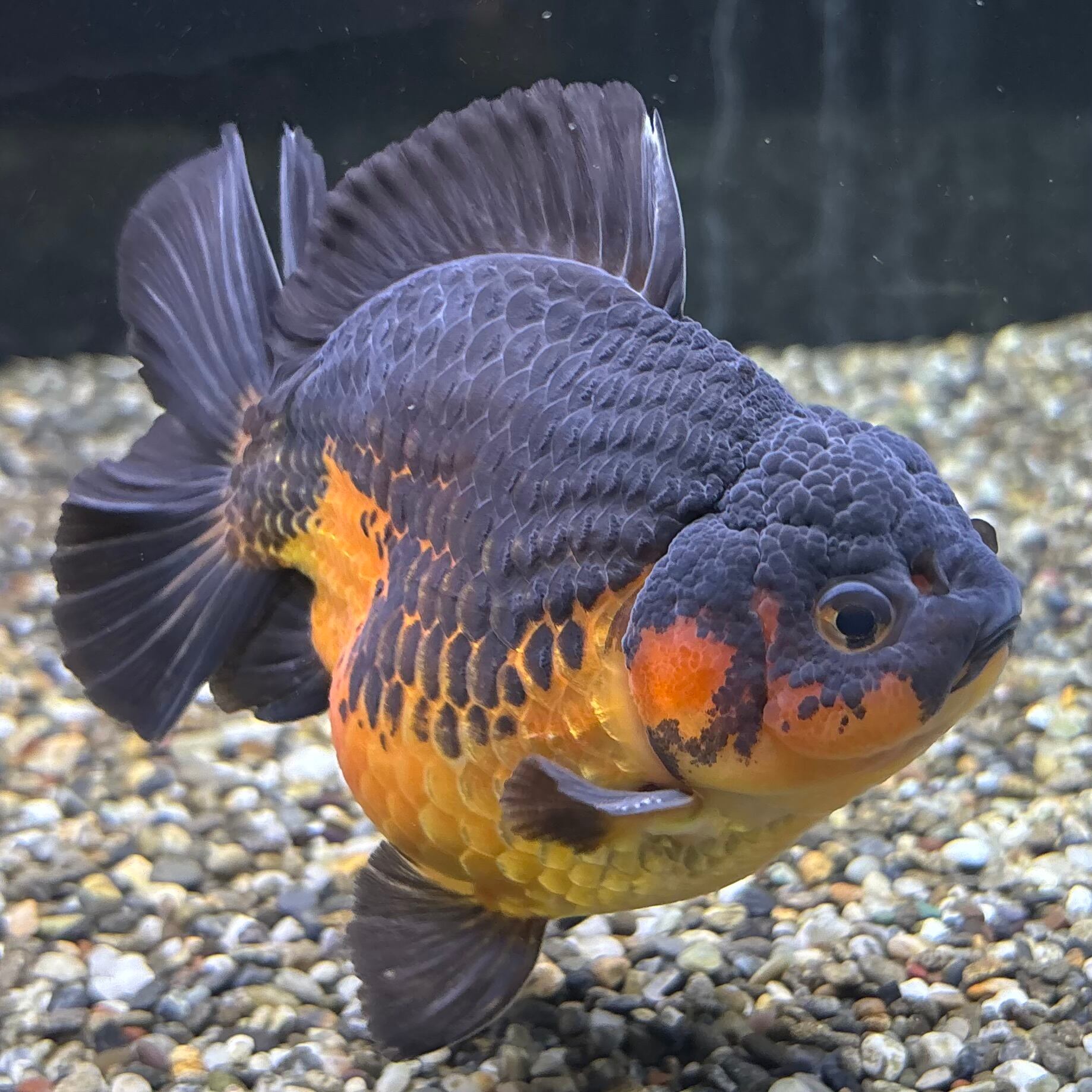 かおるさん専用 フラーレン✨ゴールデンタイガーアイ✨8mm玉 かおるさん専用 フラーレン✨ゴールデンタイガーアイ✨8mm玉 【公式通販】