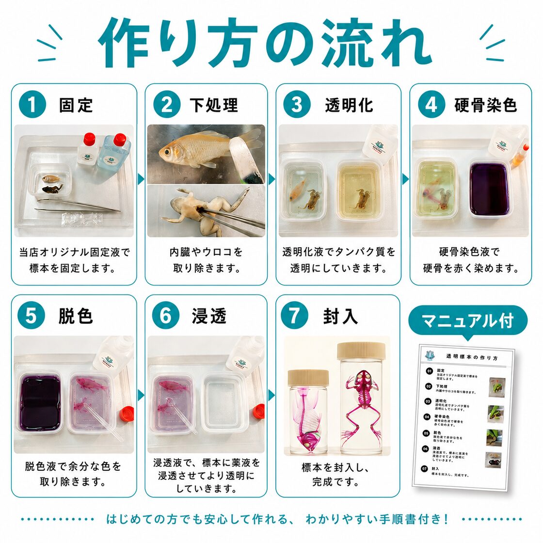 透明標本作製キット】(上級)全20点 | PAY ID
