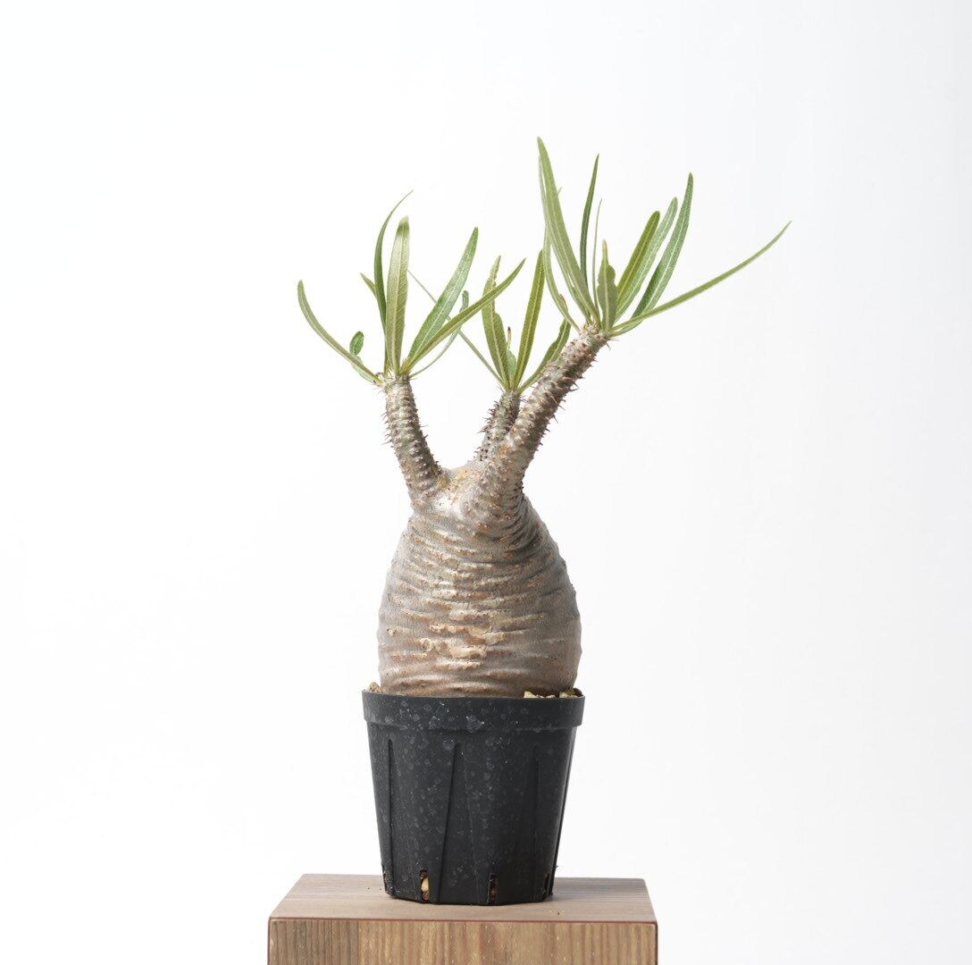 パキポディウム グラキリス no.3〈発根済み〉 | SPECIAL OTHER WORKS