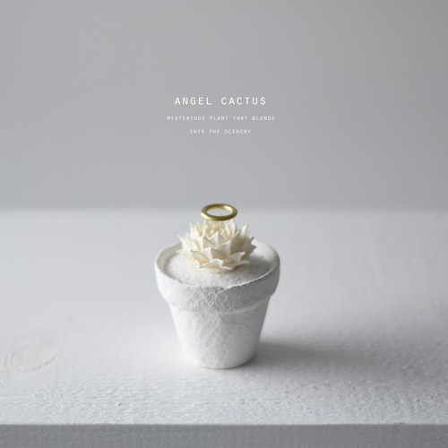 angel cactus （帝冠b）