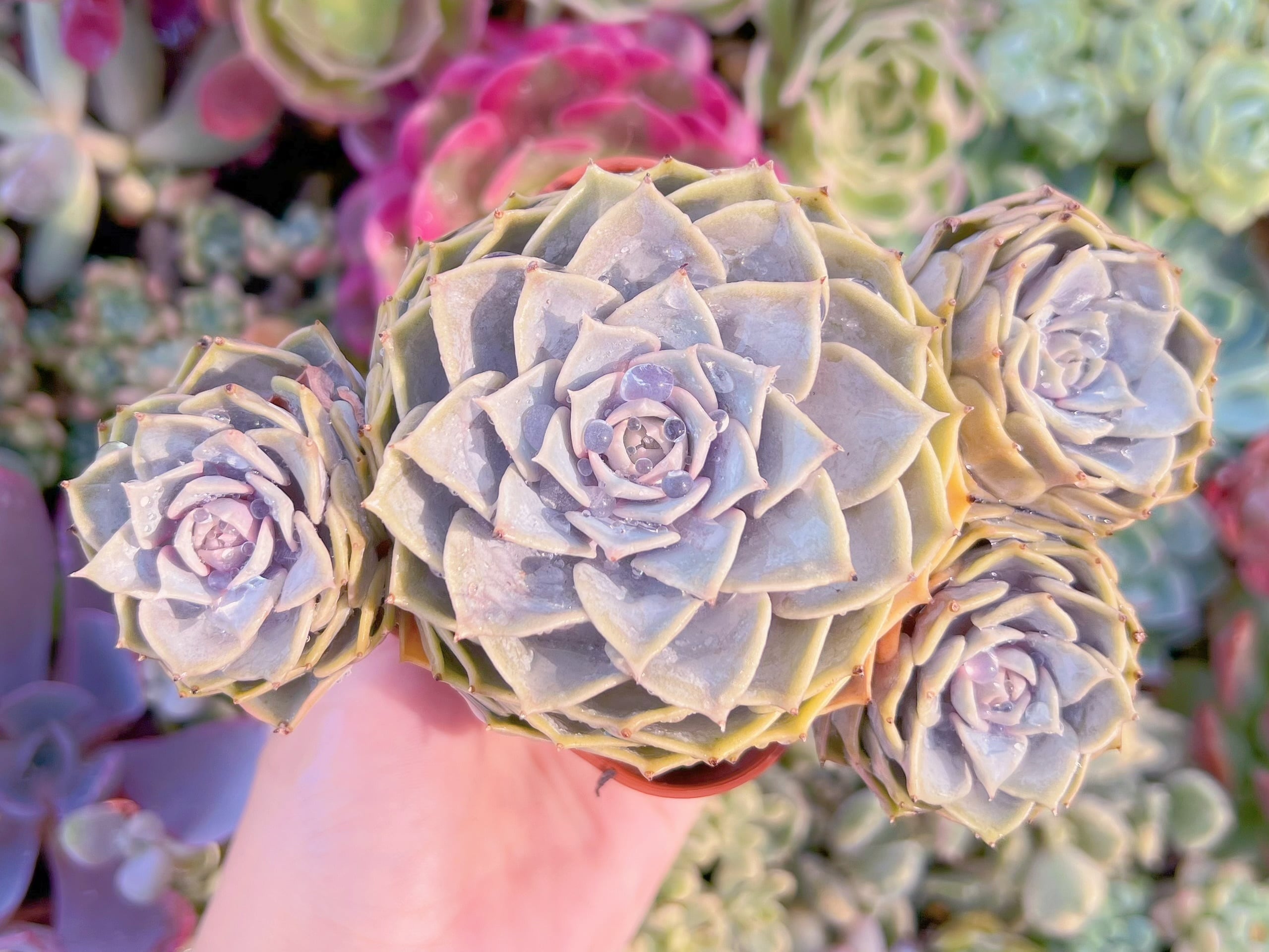 現品　ピンクローラ#766　るる農園