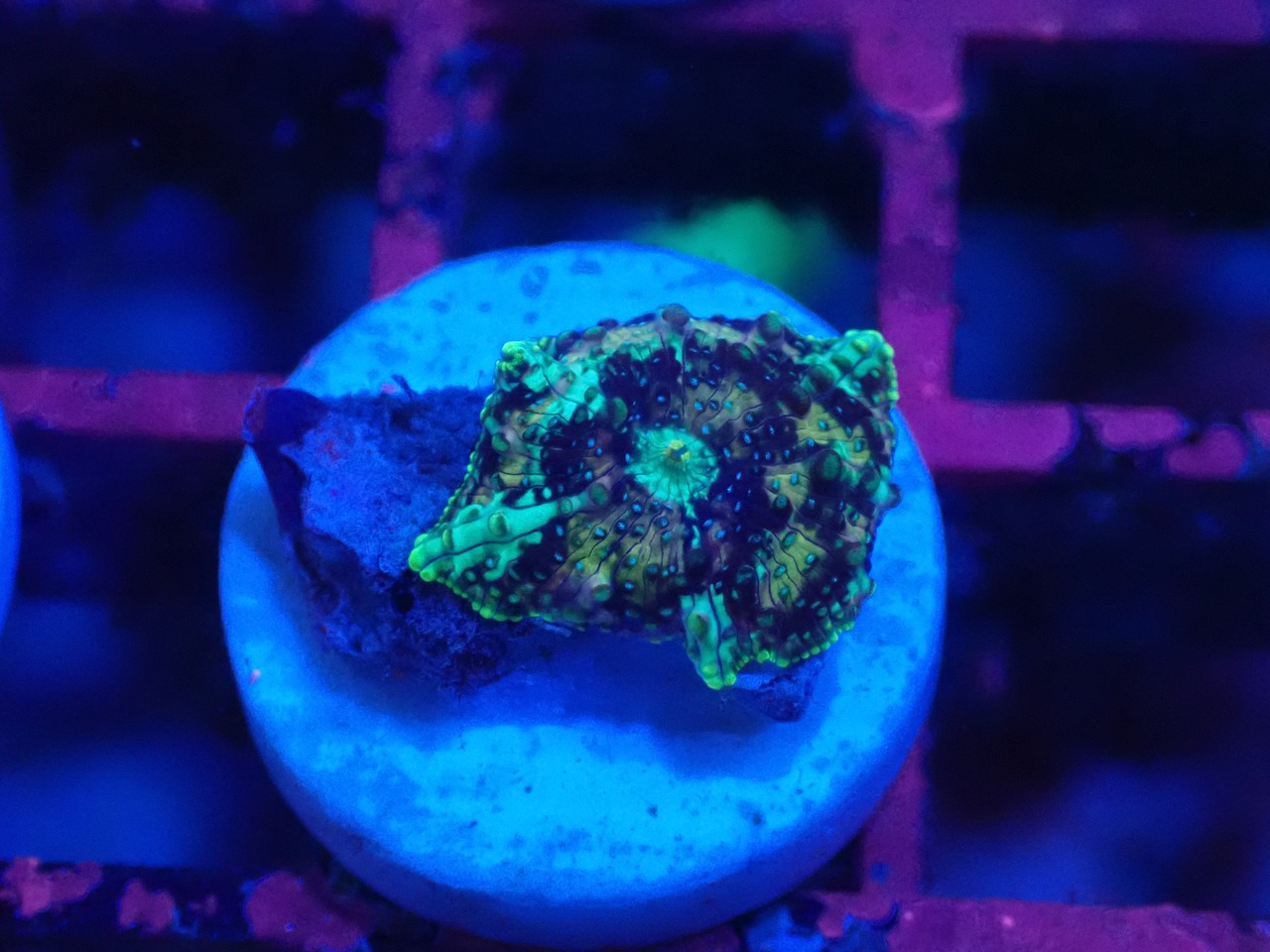 【一ヶ月熟成】Discosoma WaterMelon  13