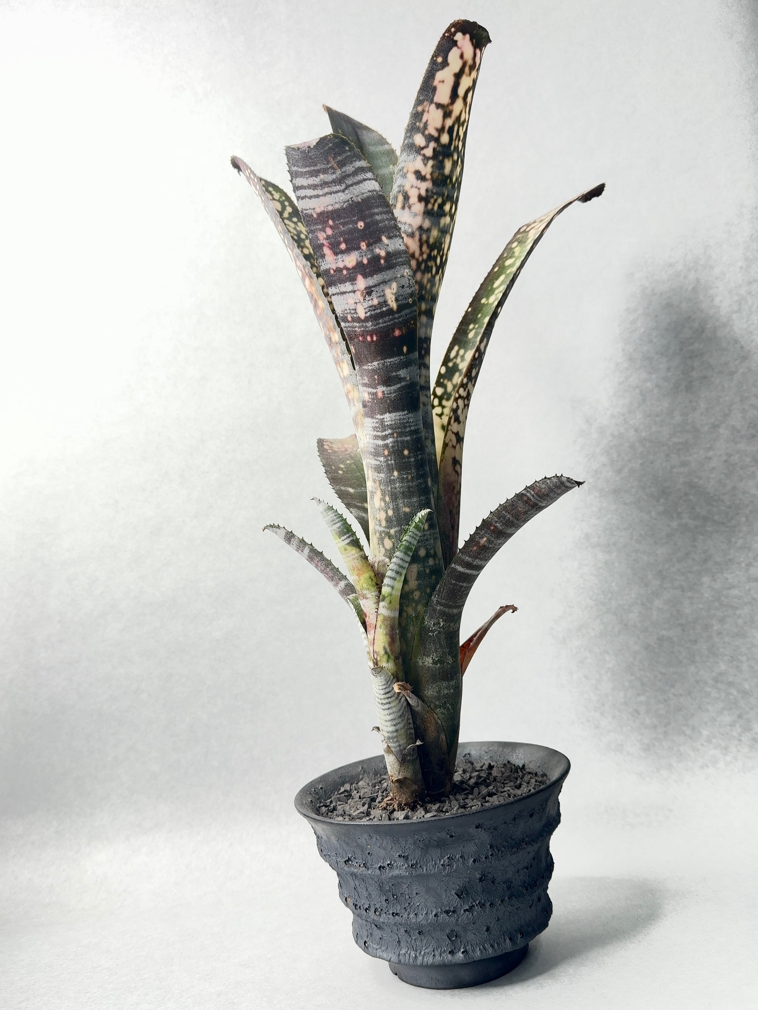 ビルベルギア ドミンゴスマルティンス ドミンゴスマルティンス×ストロベリー | trigger