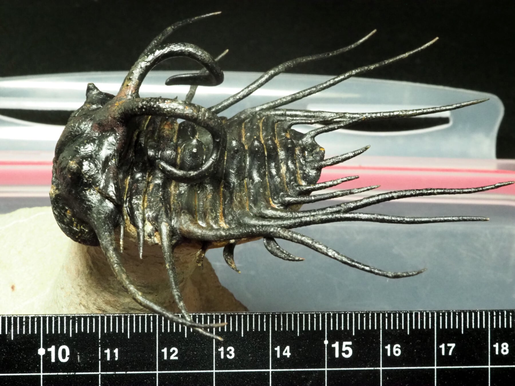 化石　三葉虫　群生　群集　モロッコ　ディクラヌルス他 ディクラヌルスT42｜恐竜・化石グッズの専門店 ふぉっしる