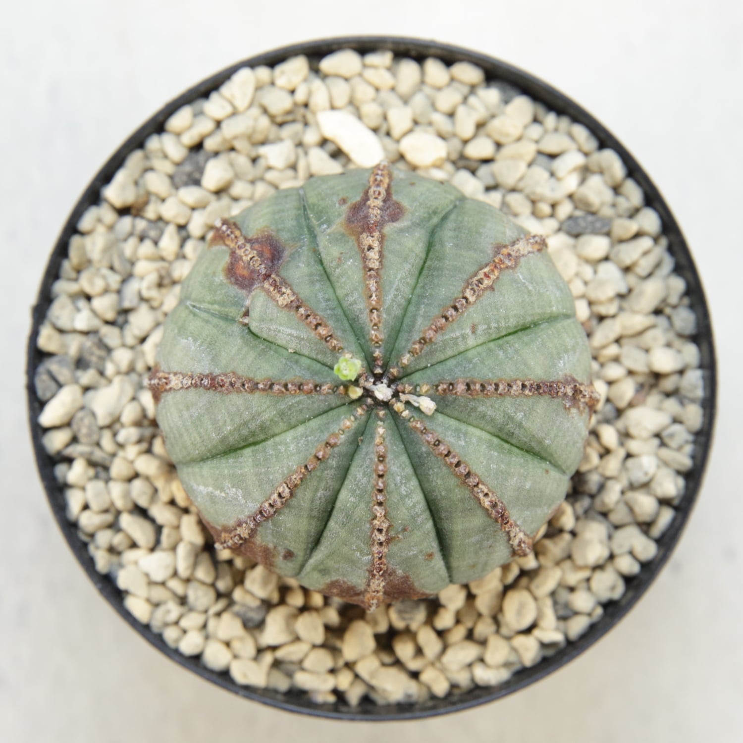 美模様 木質化 まん丸 オベサ / ユーフォルビア | LIGHTHOUSE.PLANTS