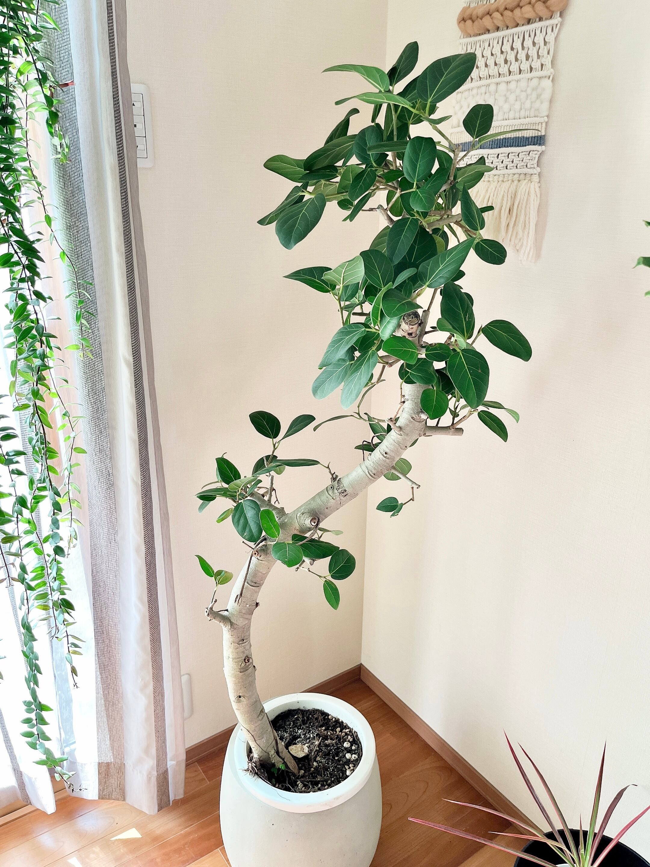 フィカス ベンガレンシス】230cm 大型 根上り 幹太