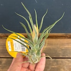 チランジア セレリアナ ハイブリッド【376】