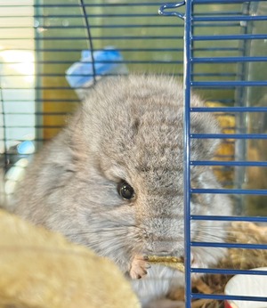 アンゴラチンチラ・スタンダードグレー（バイオレットキャリア）♂