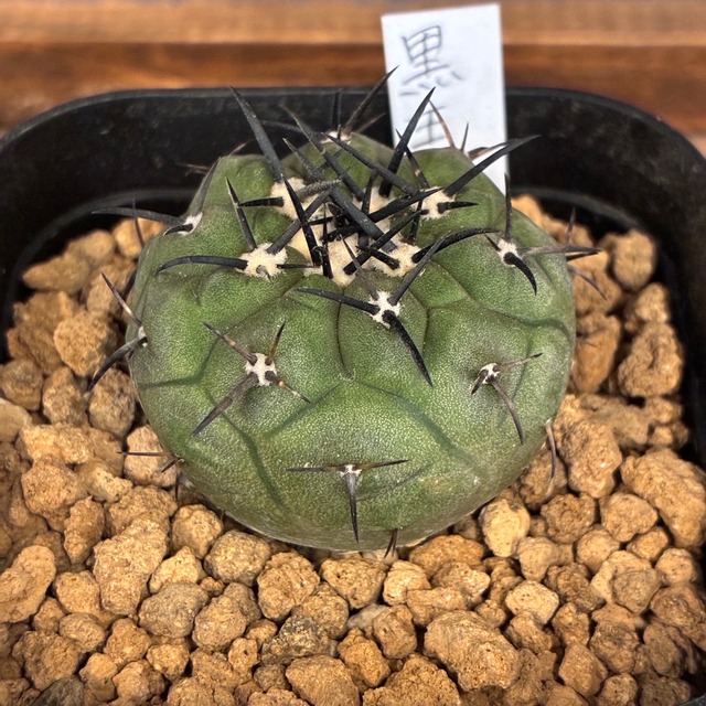 【新着3日限定10%OFF】【Copiapoa】サボテン　コピアポア　黒王丸　実生【120】