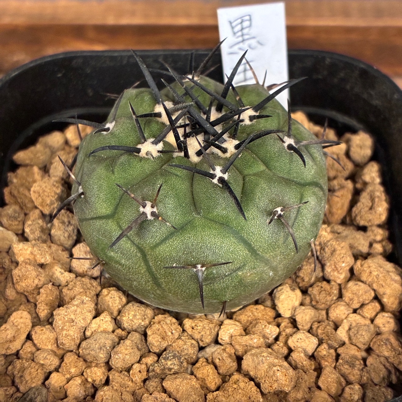 【新着3日限定10%OFF】【Copiapoa】サボテン コピアポア 黒王丸 実生【120】