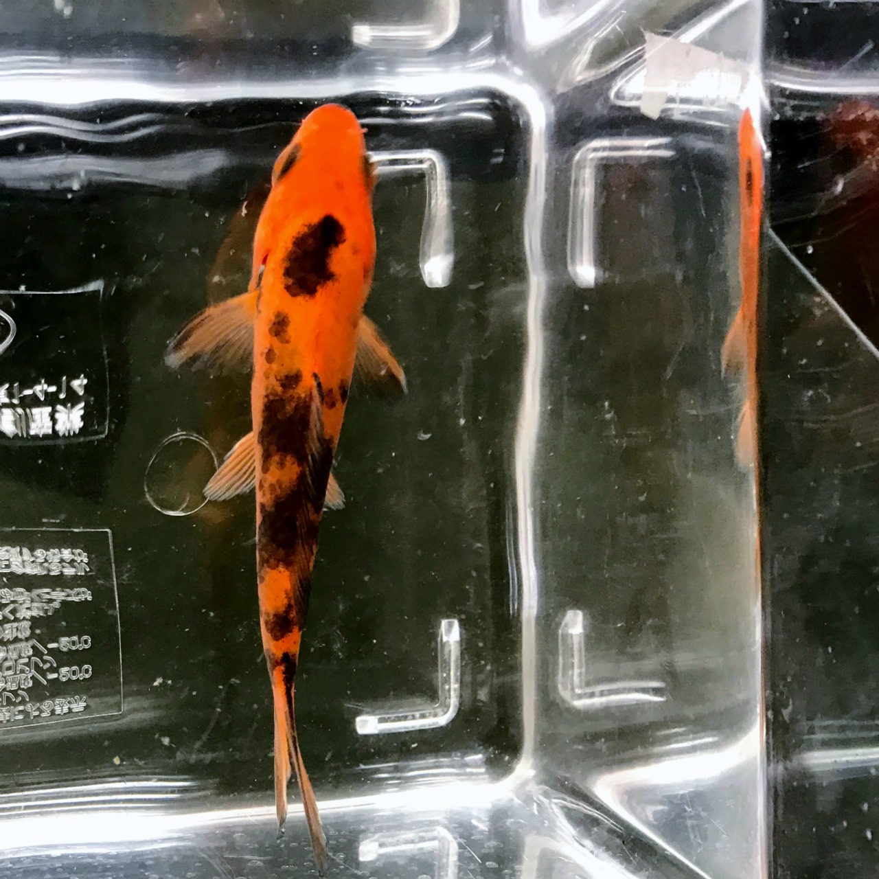 （錦鯉）赤べっ甲　 （1匹）【生体】