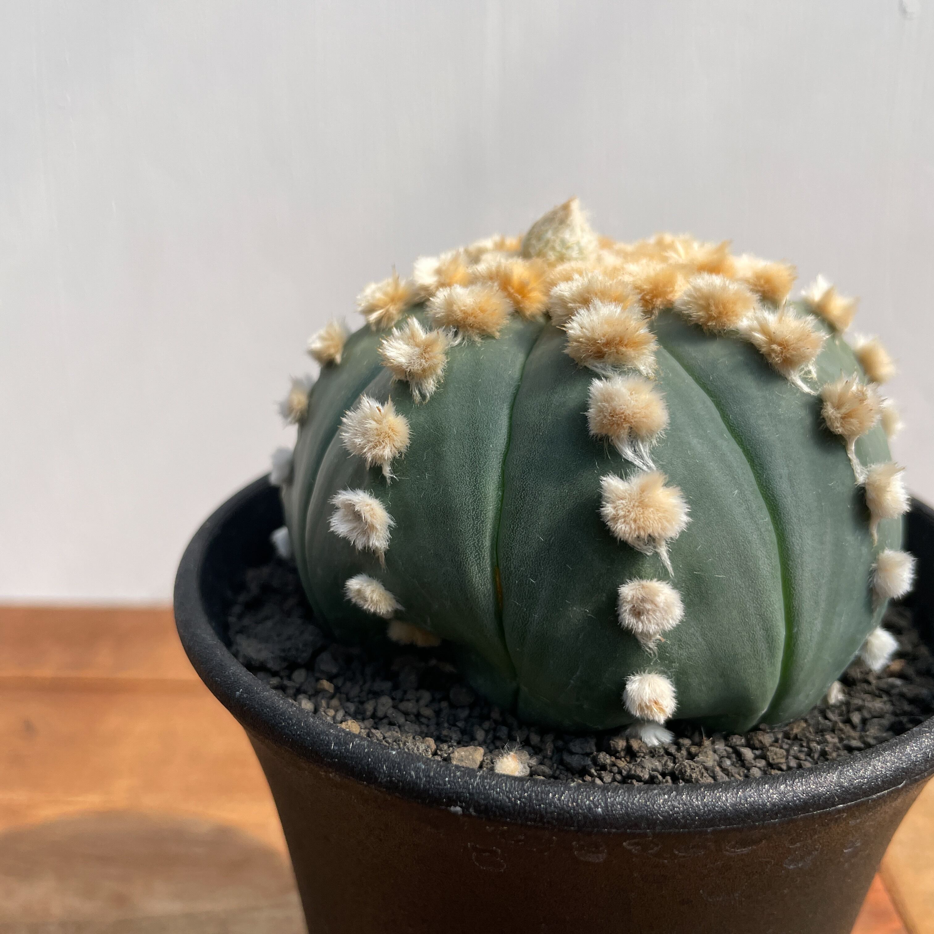 Astrophytum asterias f.nudum【アストロフィツム・瑠璃兜】 | RIMO'S