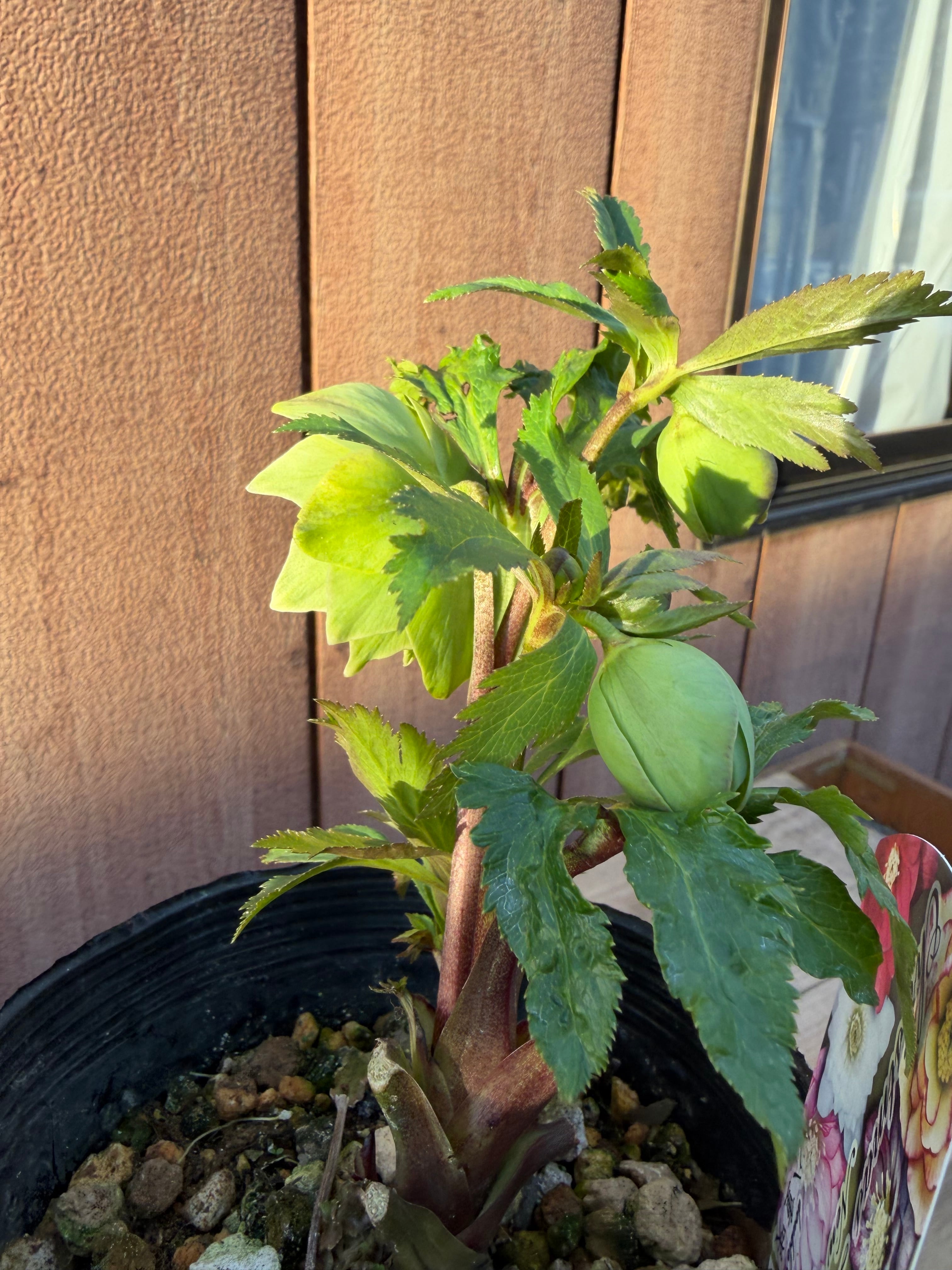 白ピコグリーンダブル 髙正園 クリスマスローズ【Ta02】送料無料