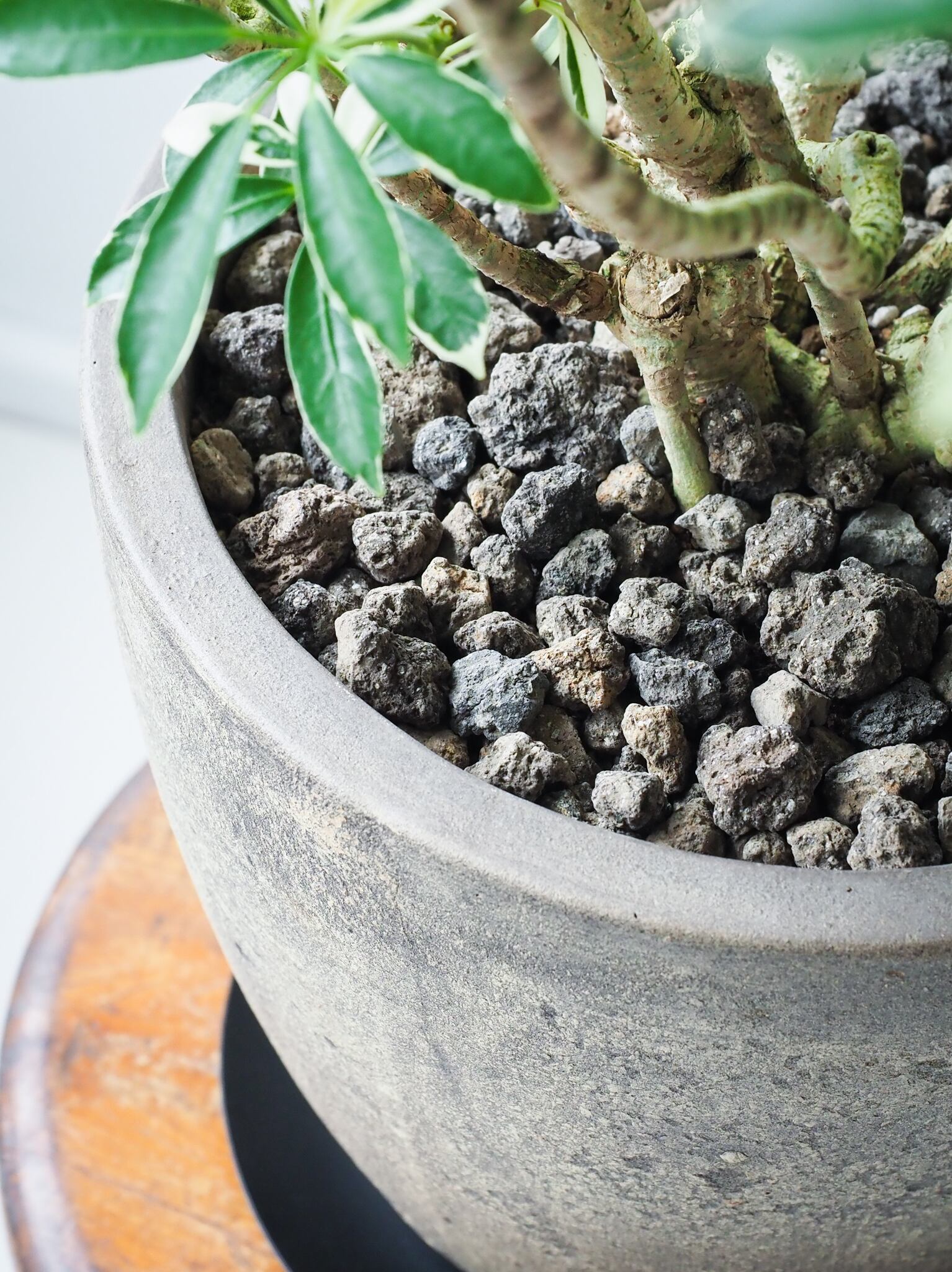 ［現品］【珍しい】22番　スキスマトグロティス　スコルテクニー　7号　おしゃれ スキスマトグロッティス：スコルテキニー 7号鉢植え の通販