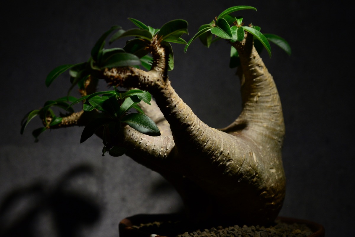 パキポディウム マカイエンセ 現地球〈魔界玉〉 | N collect plants