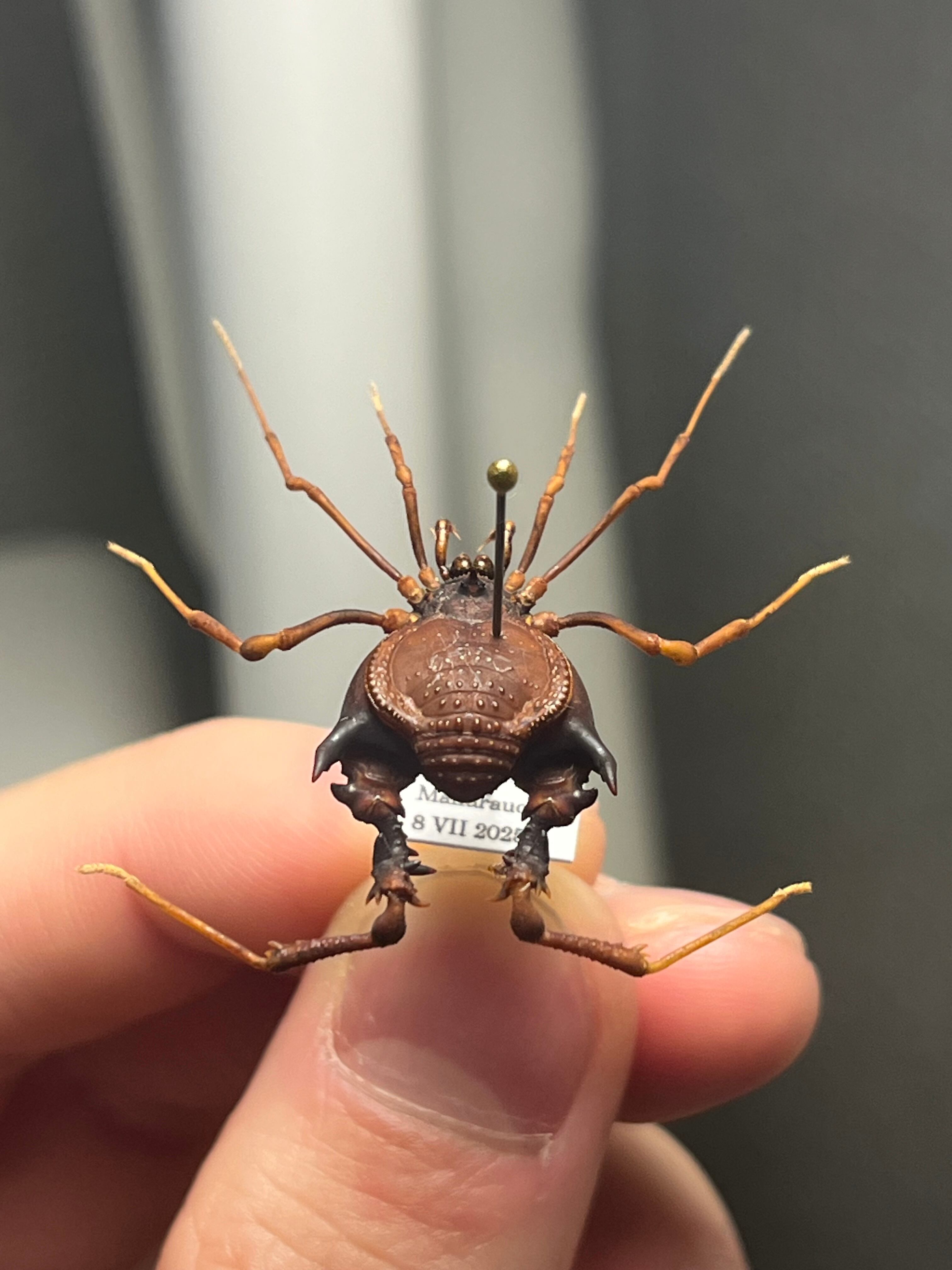 標本】ネッタイアカザトウムシ スネブトザトウムシ ネッタイザトウムシ