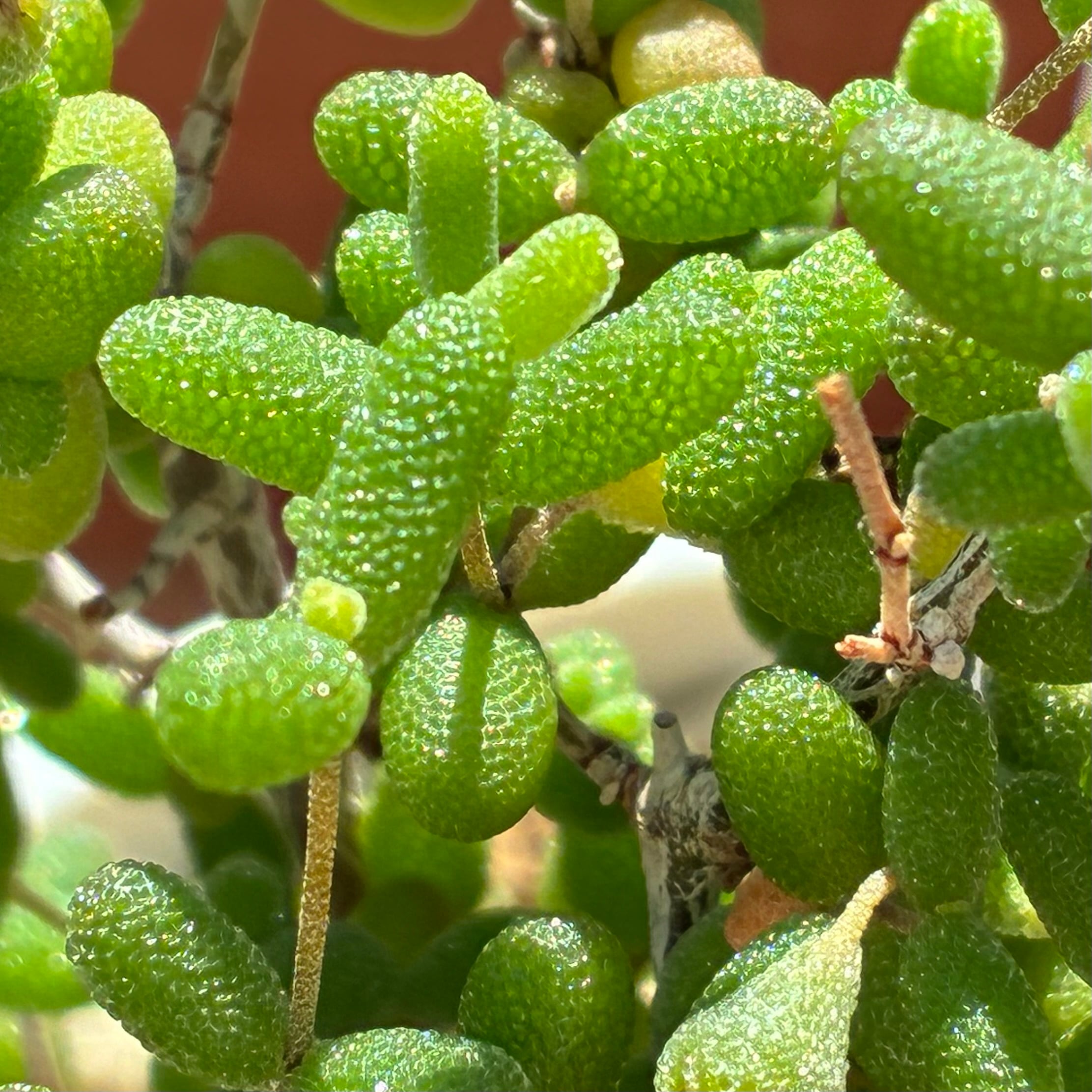 ハオルチア　オブツーサ錦　赤い太陽 ハオルチア オブツーサ錦 赤太陽 | mocono_plants