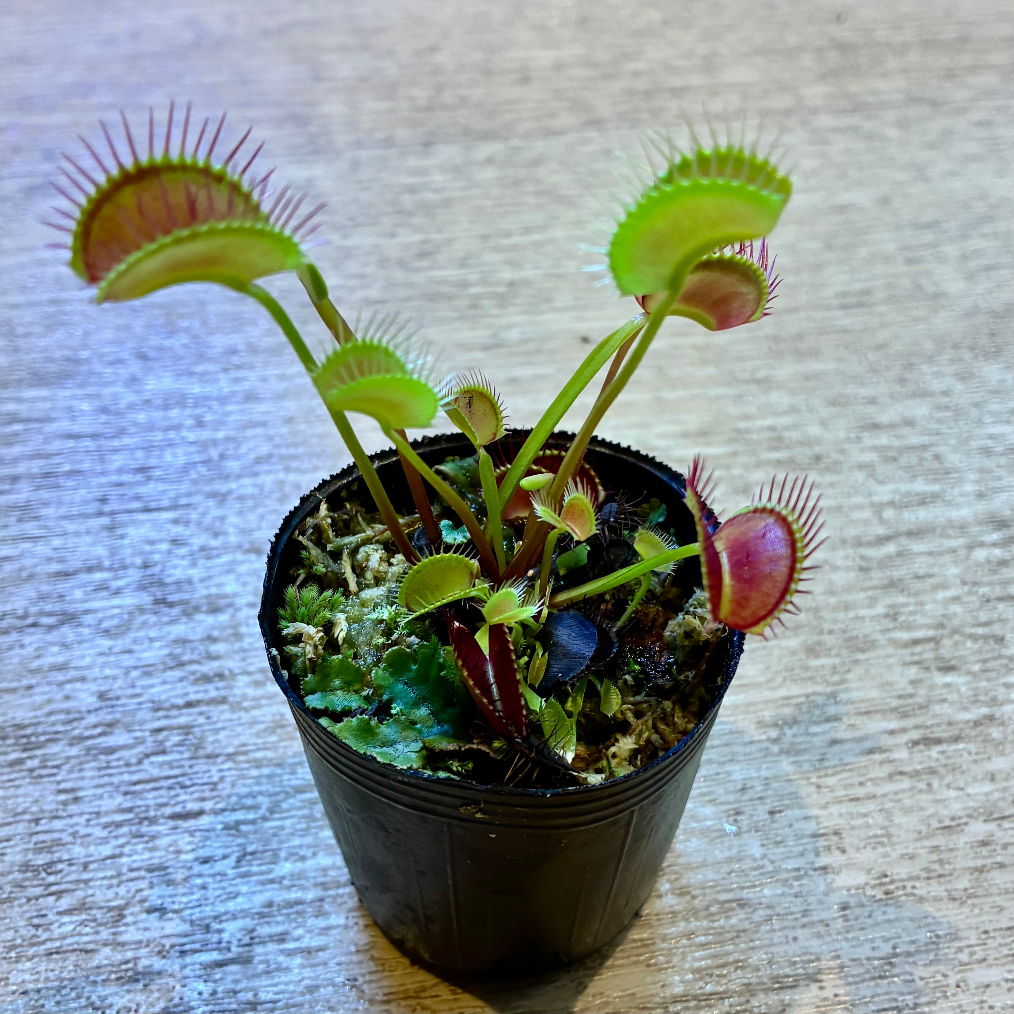 食虫植物 | G・LABO shop