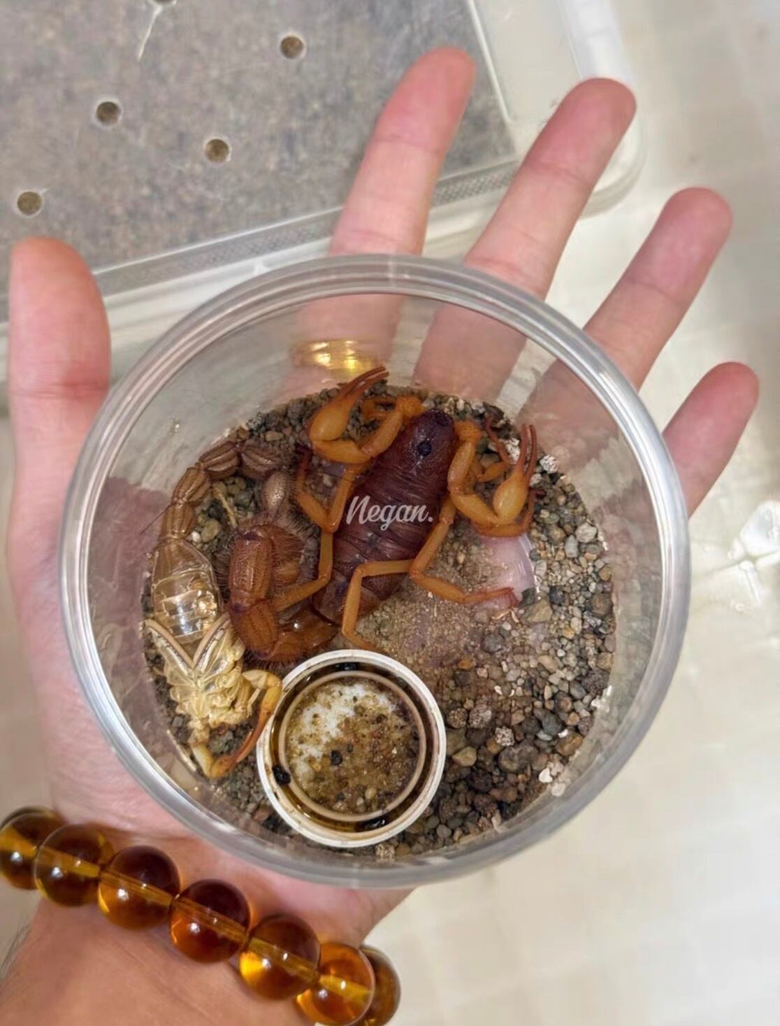 牛殺蠍最大種】Parabuthus villosus orange 全長5cm程 標本 ブラック