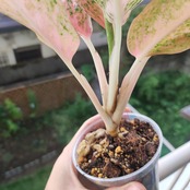 アグラオネマ スターダスト オレンジ / Aglaonema Stardust Orange