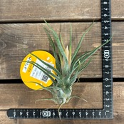 チランジア　セレリアナ　ハイブリッド【376】