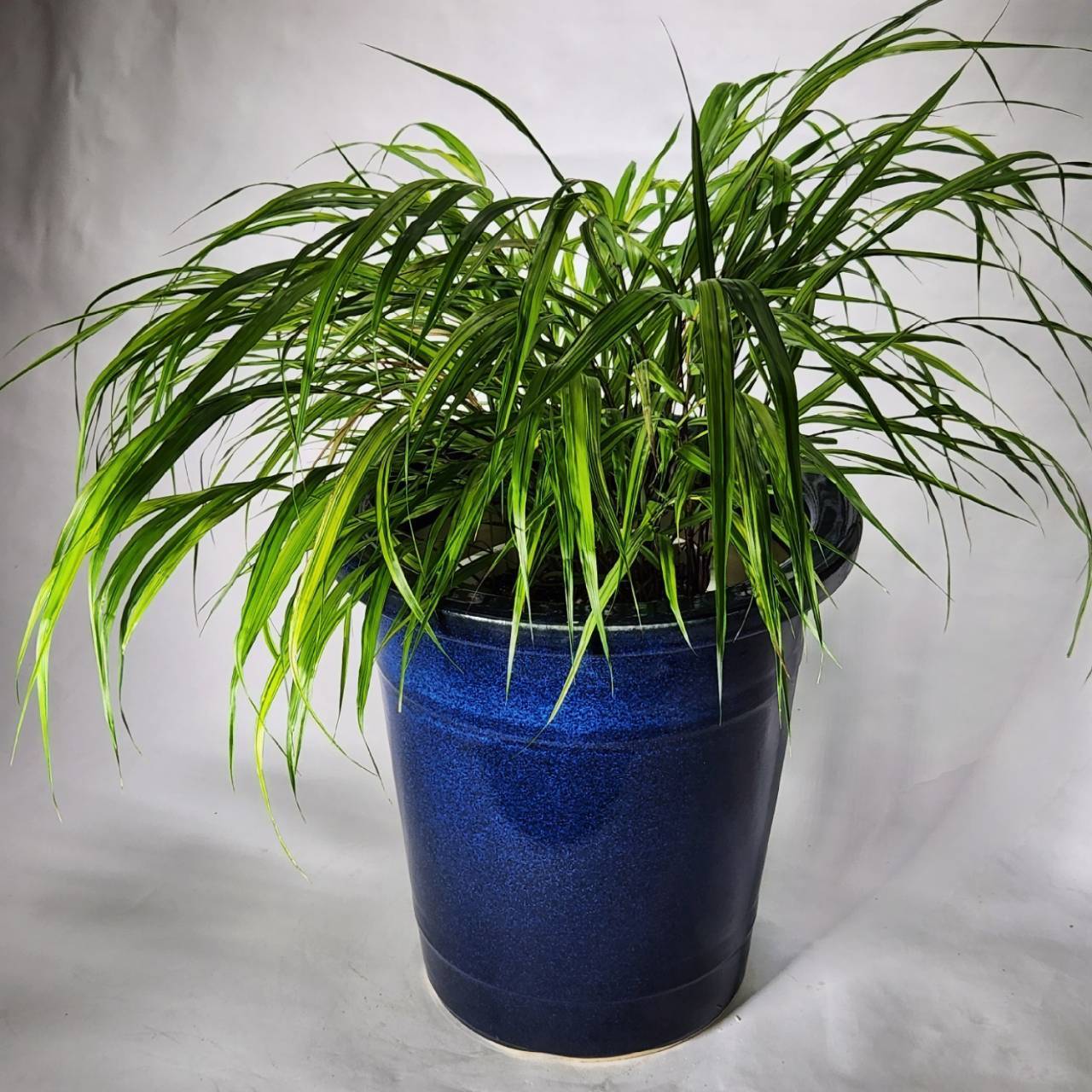 生子懸崖 9号 （信楽焼き・植木鉢・ガーデニング・陶器・鉢・ケンガイ