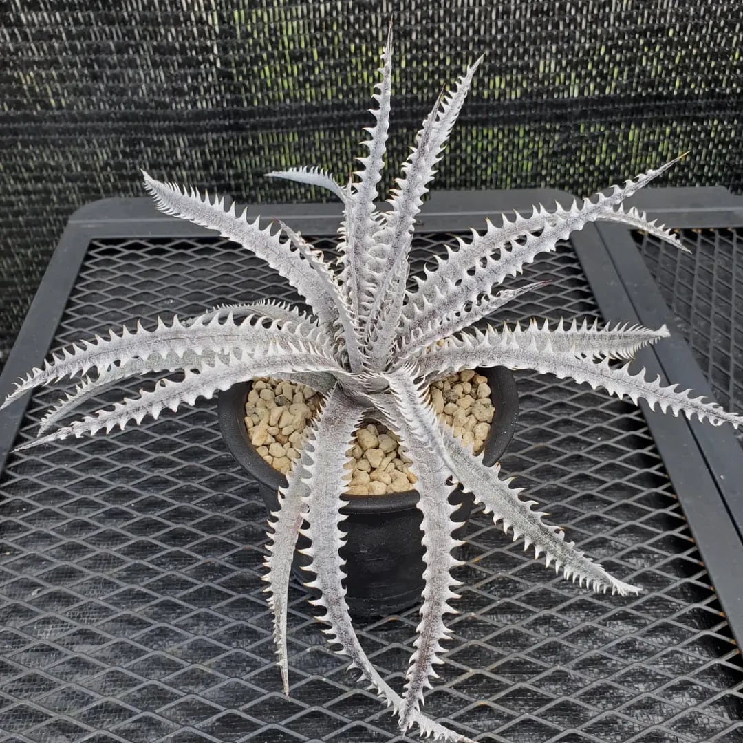 ディッキア ソミスライツ Dyckia Somis Lights F00453_Dyckia 'Lonesome George'：ディッキア・ロンサムジョージ