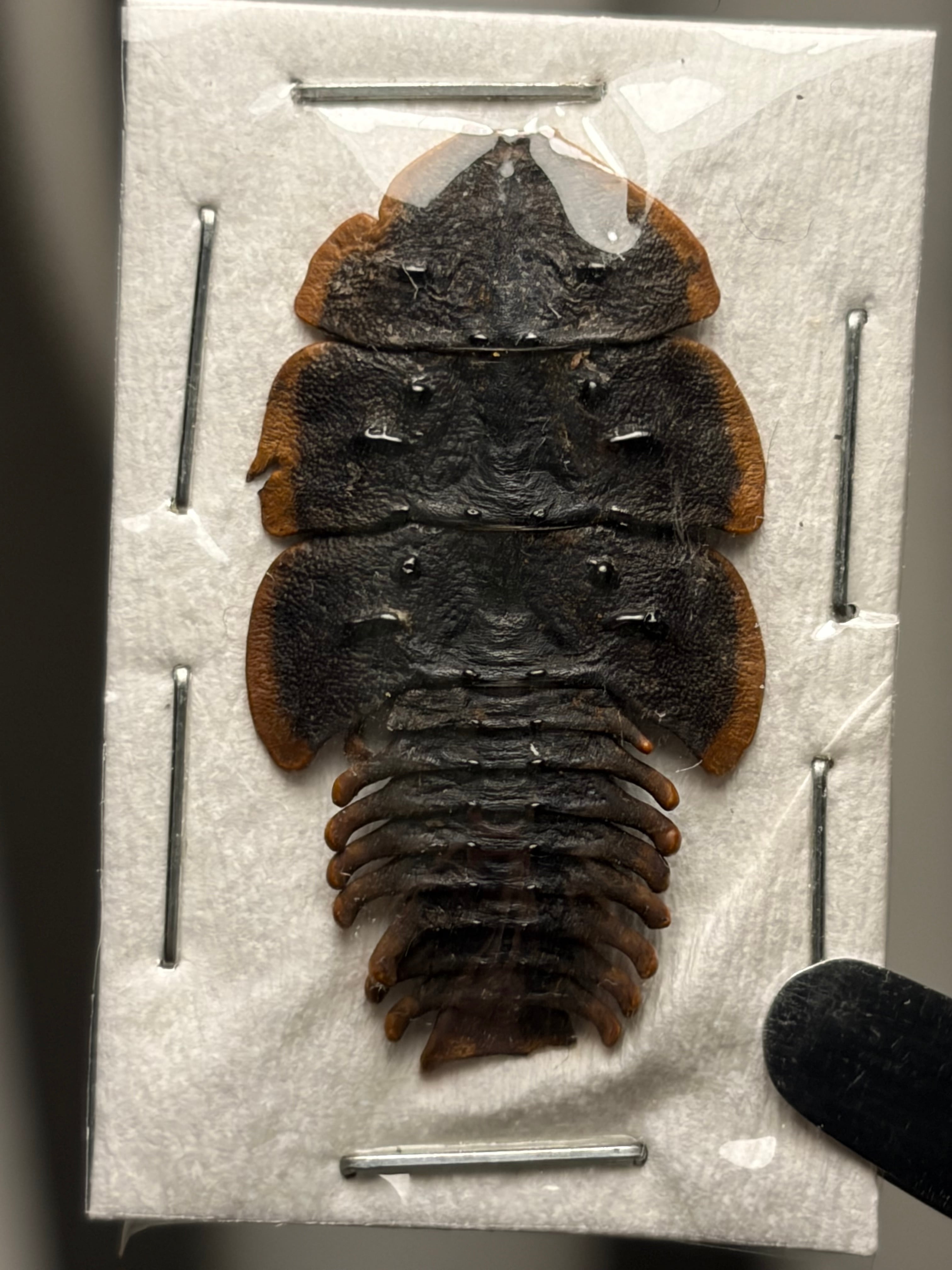 サンヨウベニボタルの昆虫標本ホタル標本 蛍タランチュラムカデ