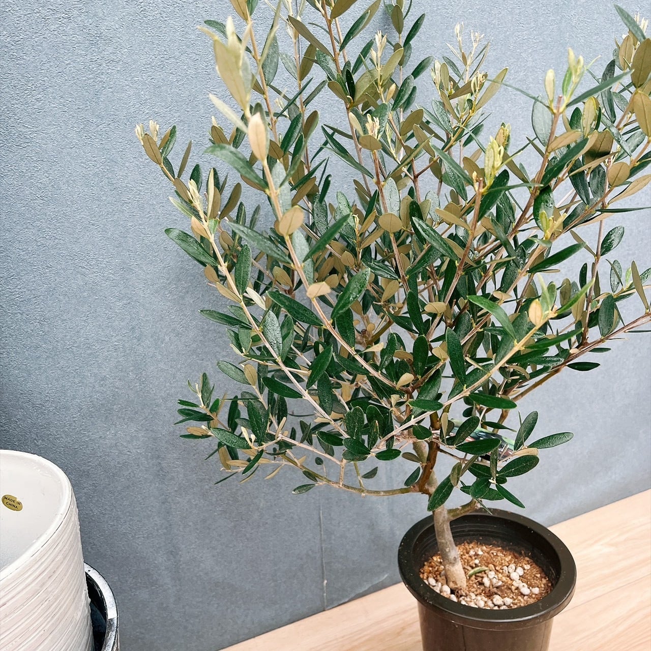 現品］82番 創樹 オリーブ ミッション 6号 観葉植物 ベランダ SOUJU